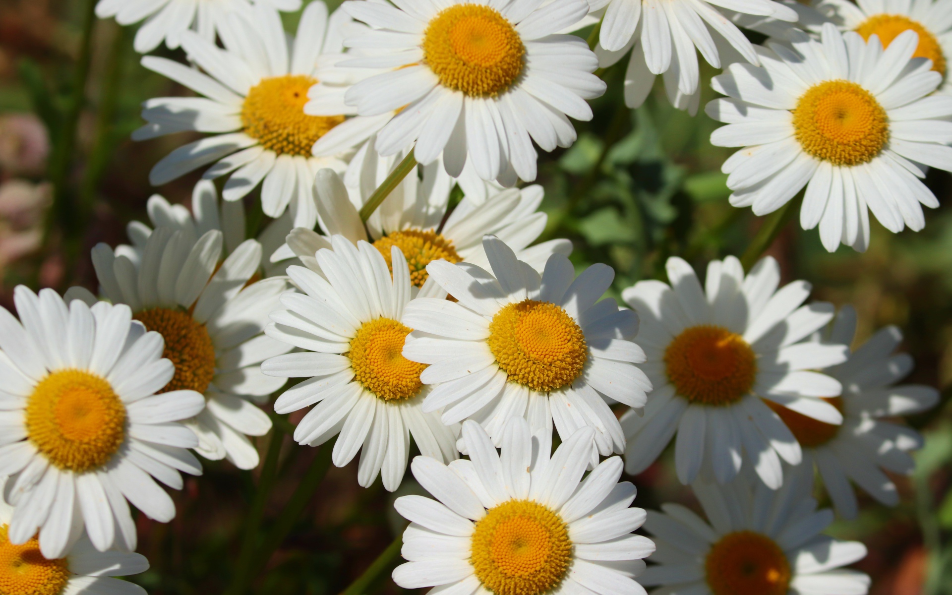 Нежные белые ромашки с желтой серединкой в лучах солнца 