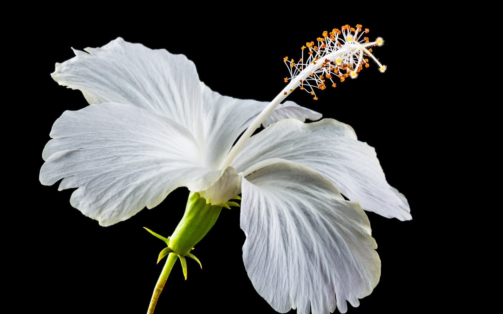 Нежный белый цветок гибискуса на черном фоне