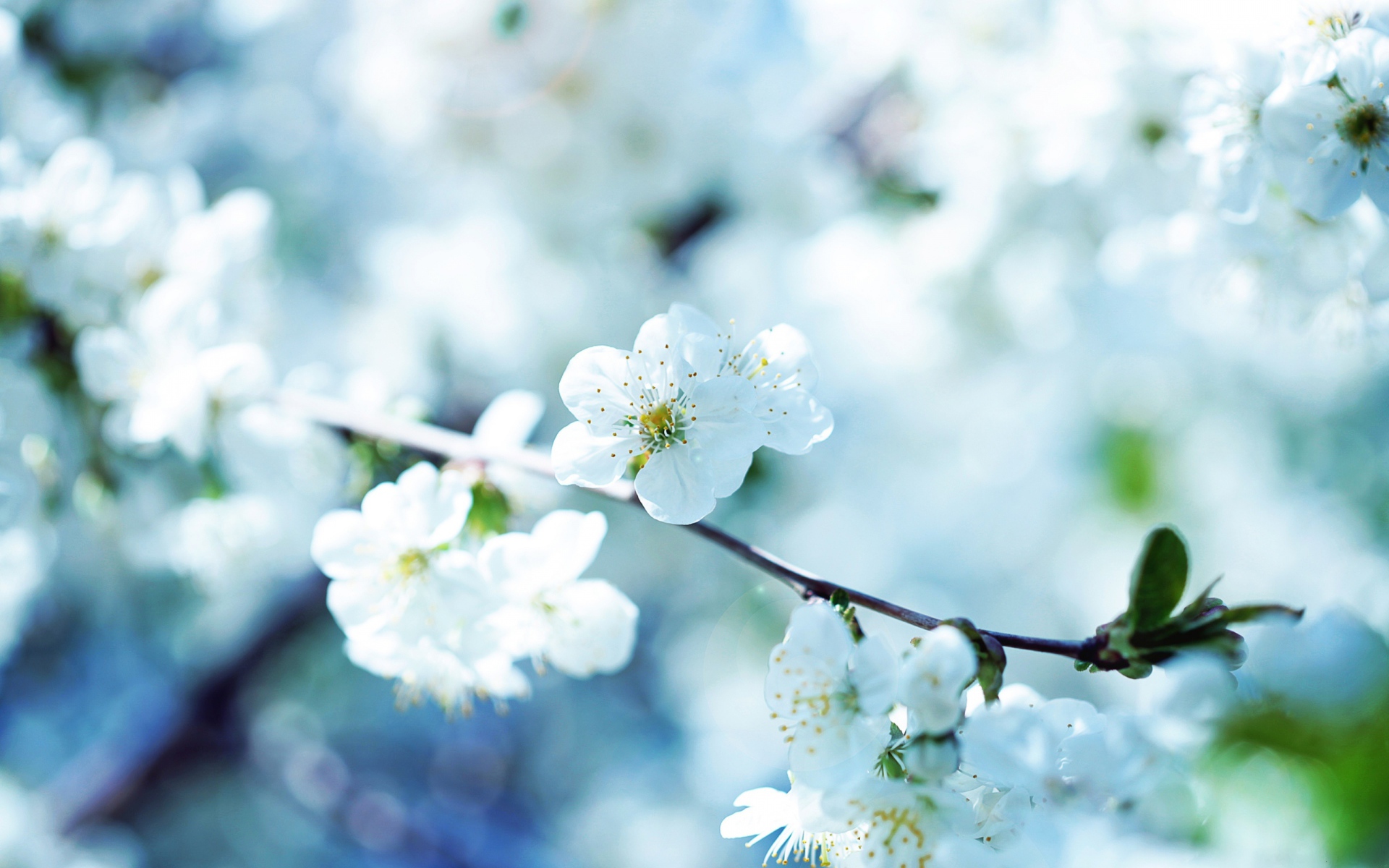 Цветущая ветка вишни в лучах солнца