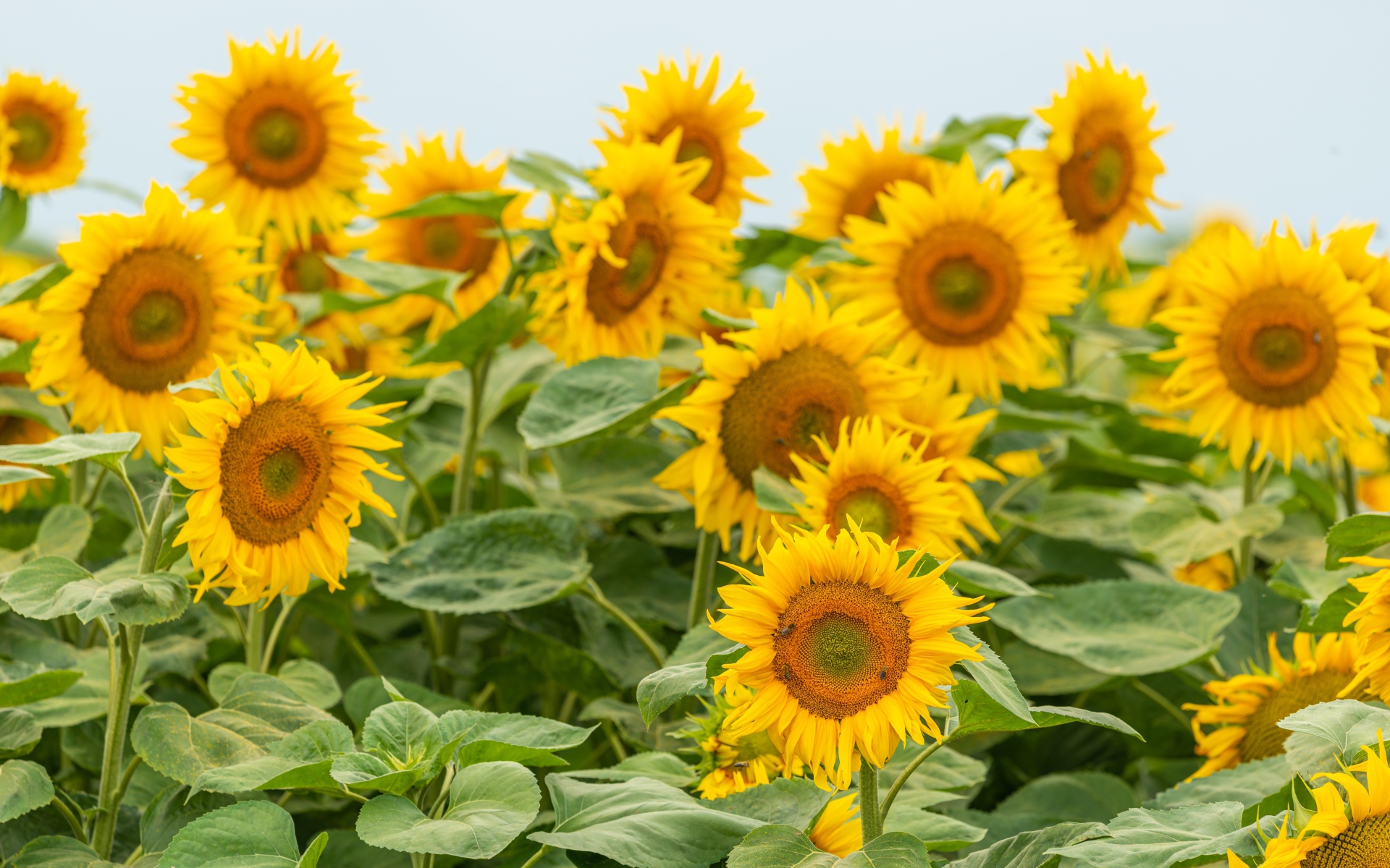 Большие цветущие подсолнухи с зелеными листьями летом на поле 