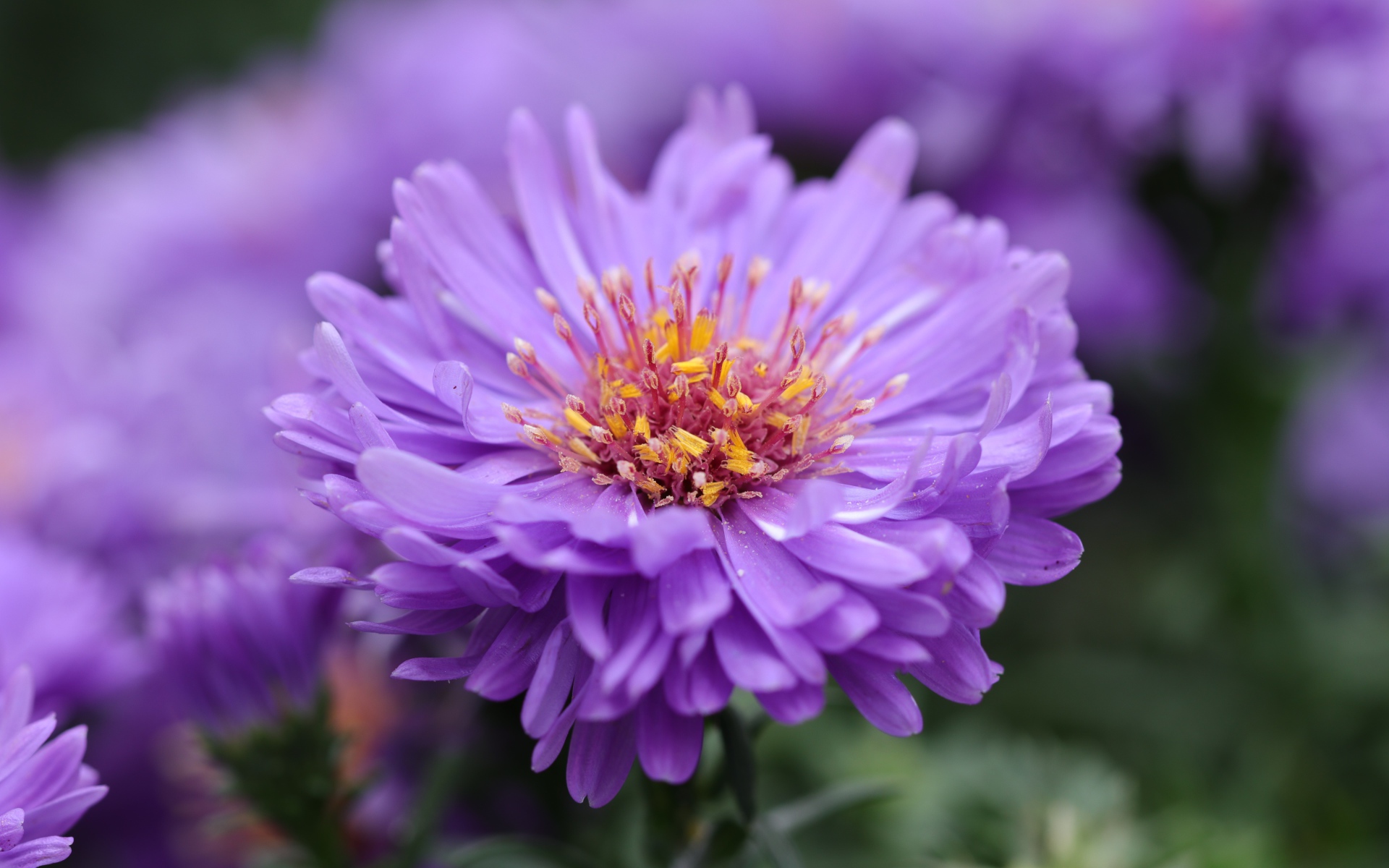 Сиреневый цветок астры крупным планом