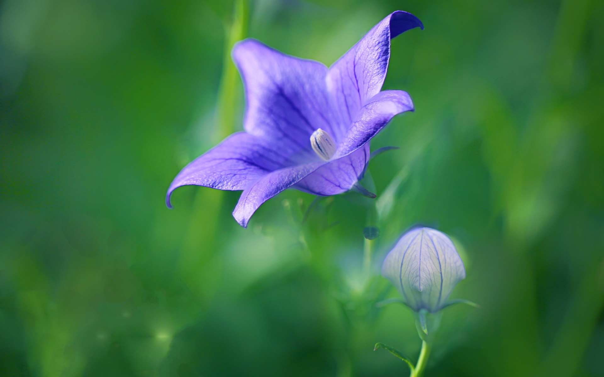 Сиреневый цветок колокольчика с бутоном на поле
