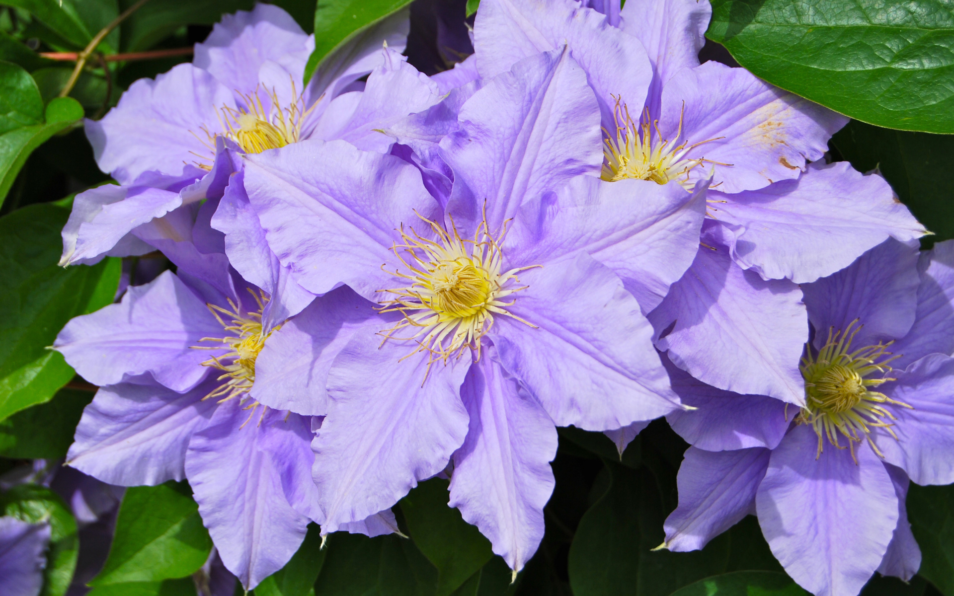 Сиреневые цветы клематиса с зелеными листьями