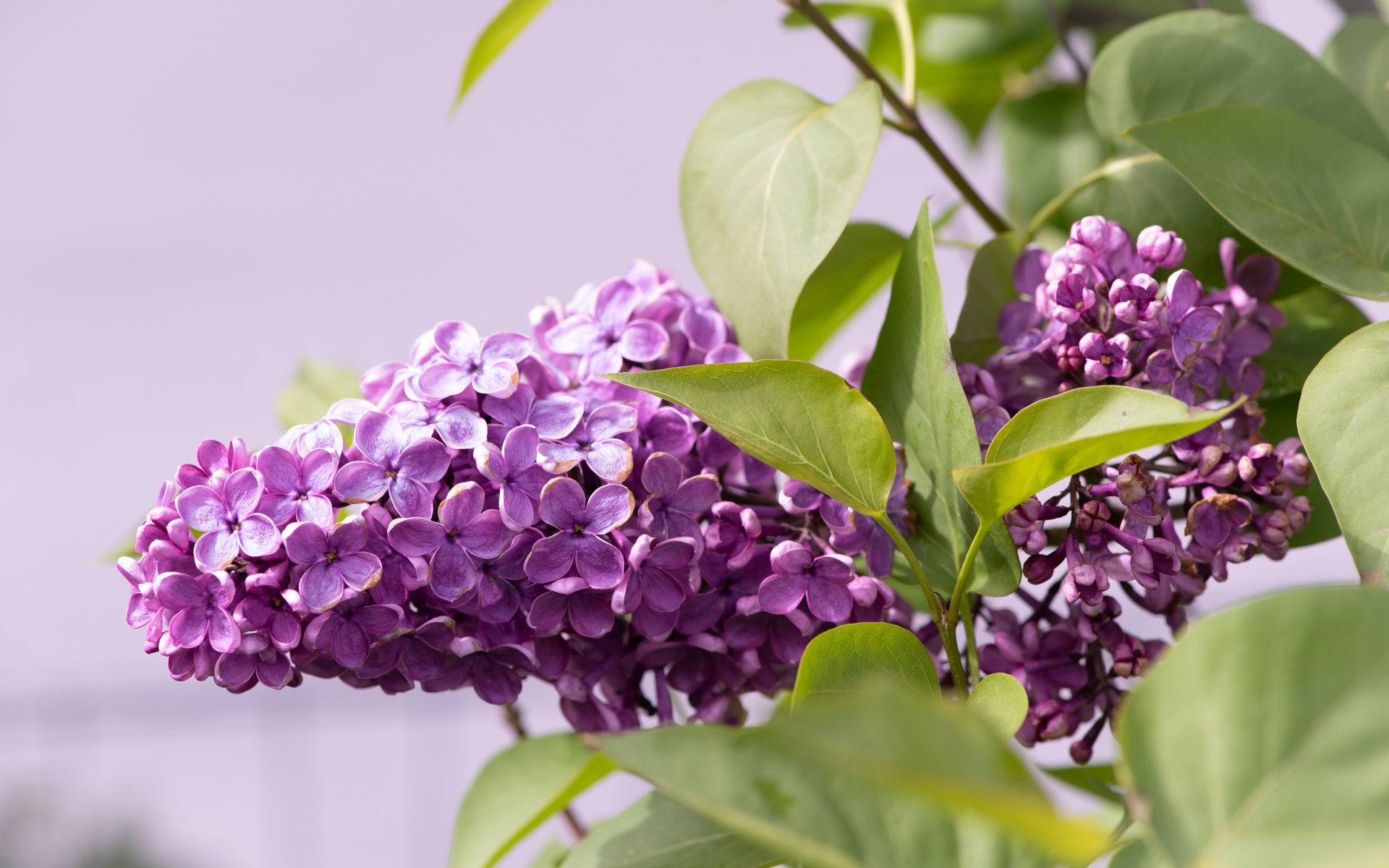 Сиреневые цветы сирени в зеленых листьях крупным планом