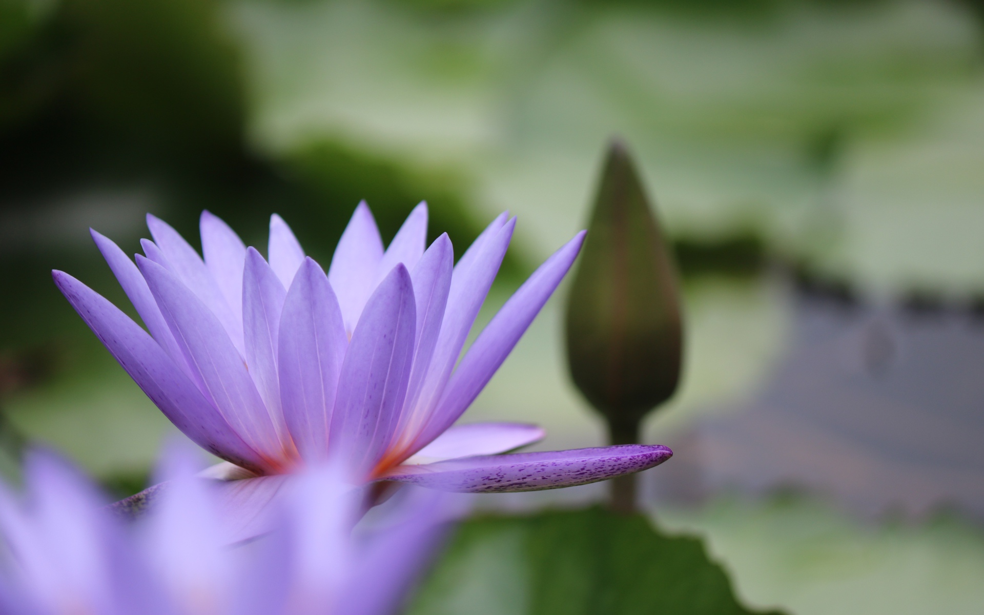 Сиреневый цветок лотоса с бутоном в воде