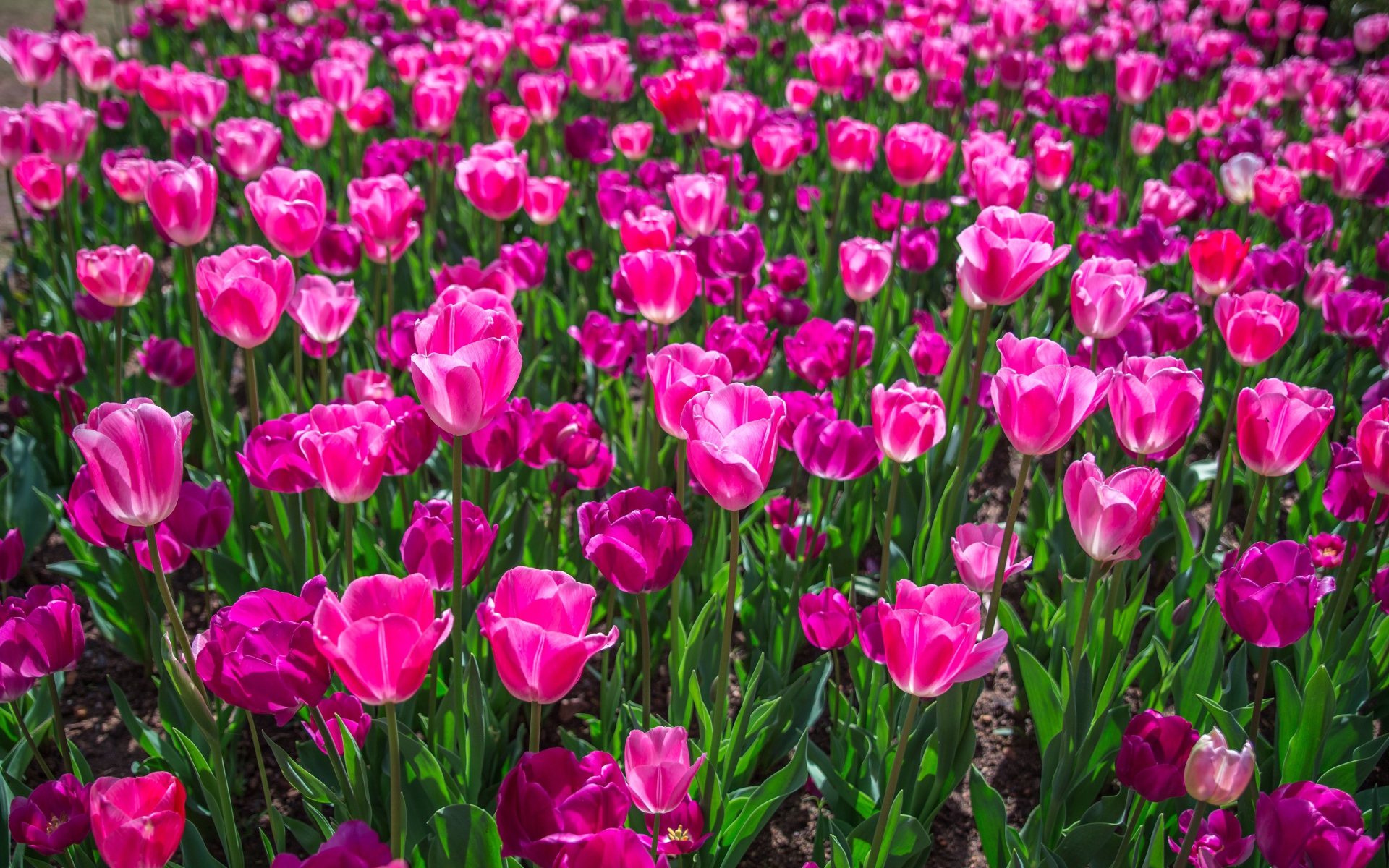 Много красивых розовых тюльпанов на клумбе весной 