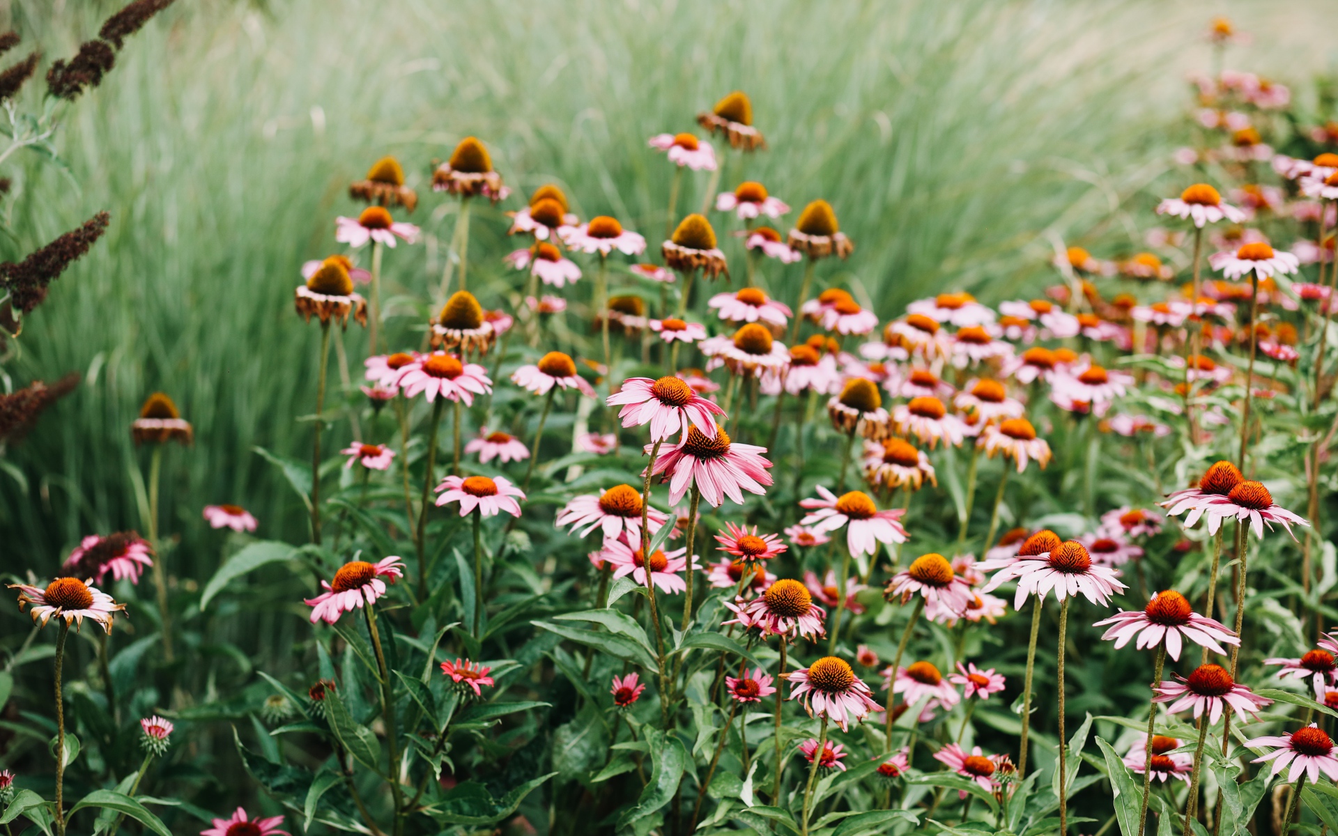 Много розовых цветов эхинацеи 