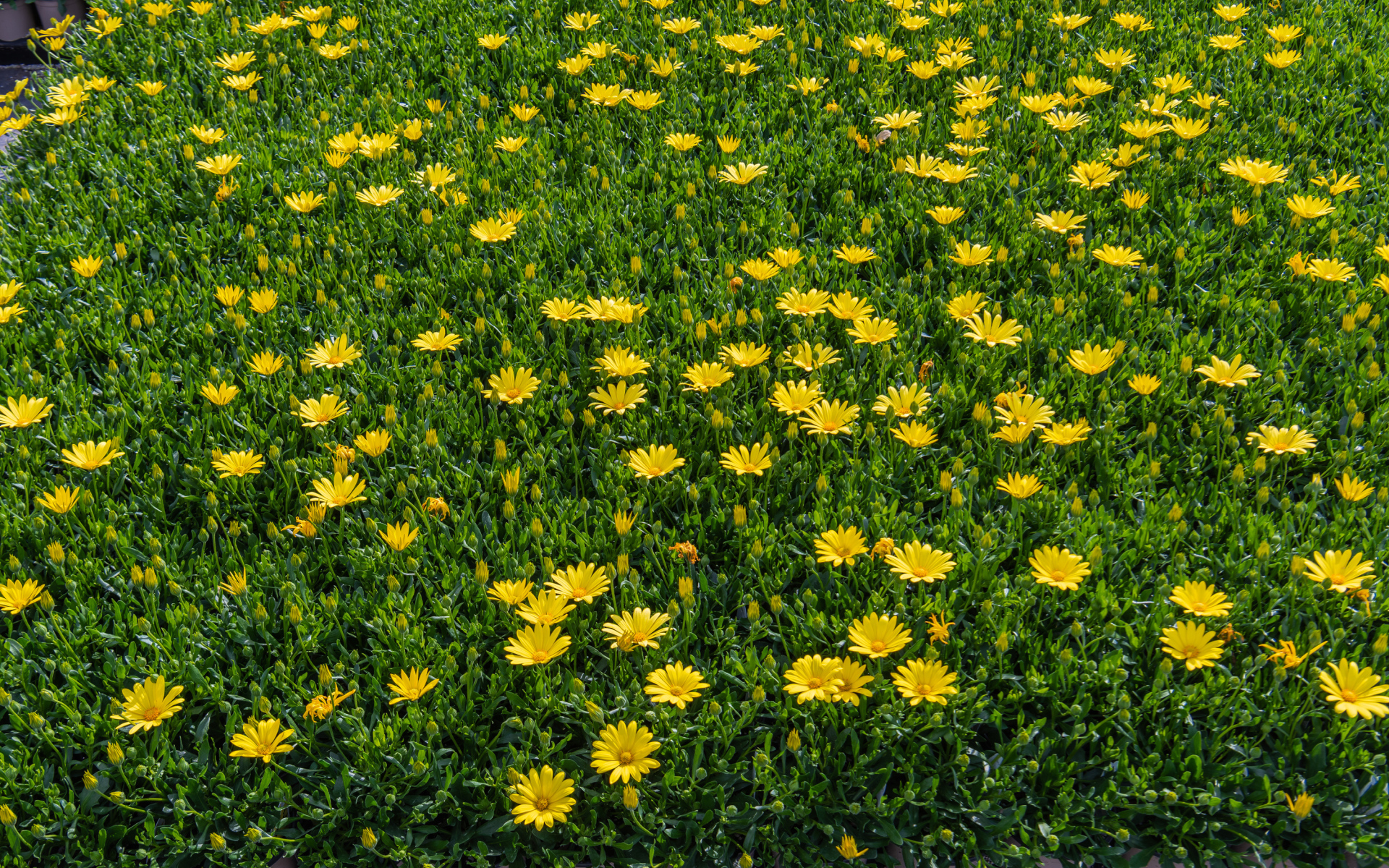 Много мелких желтых цветов крупным планом
