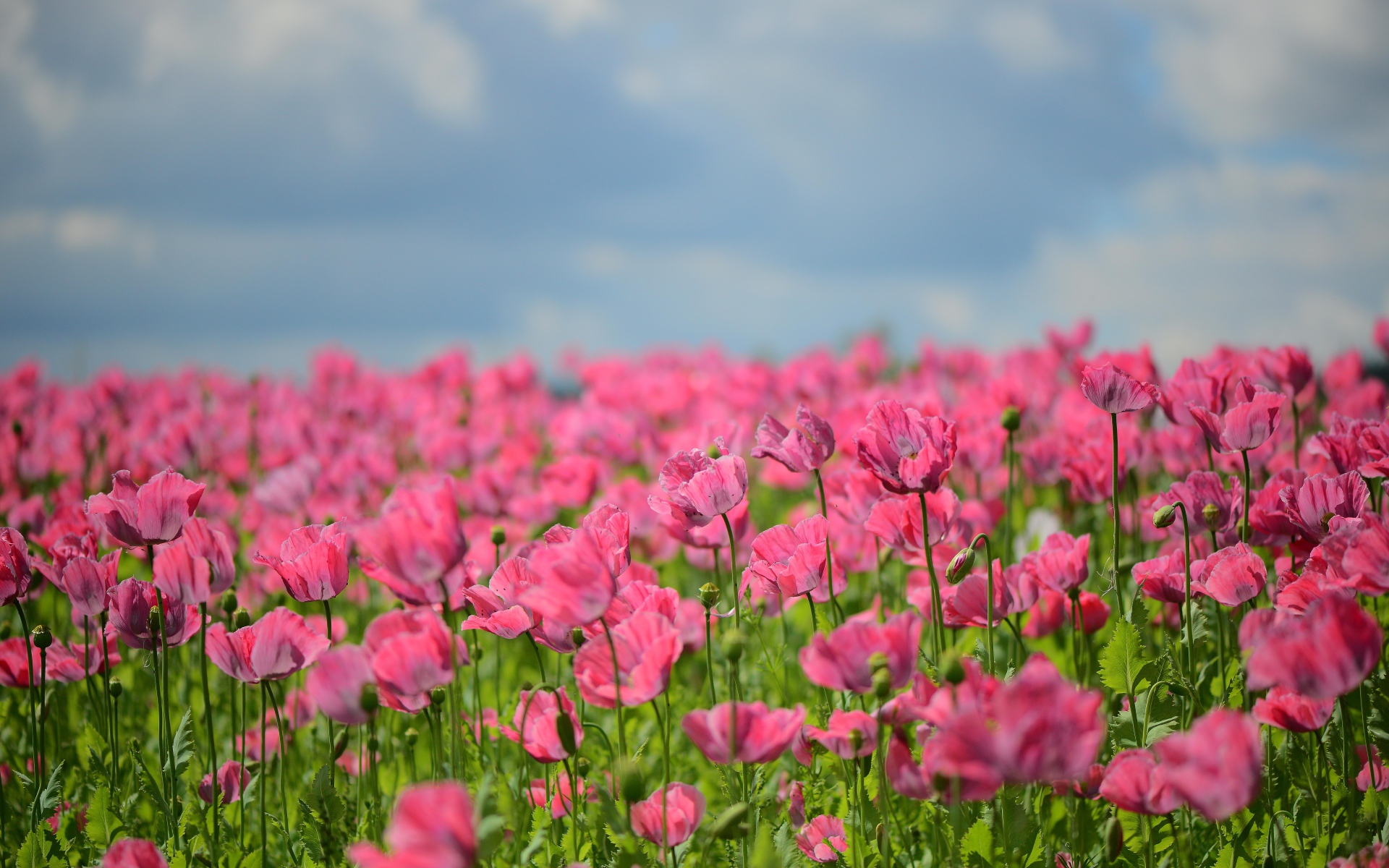 Много красивых розовых маков на поле