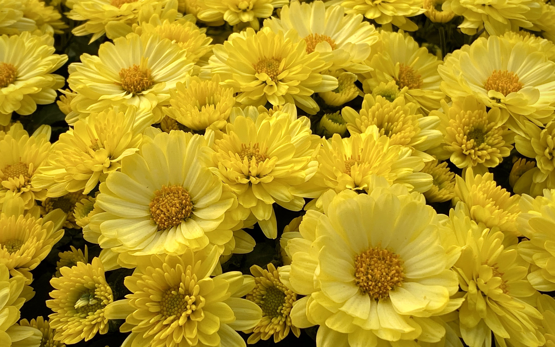 Много красивых желтых цветов хризантемы 