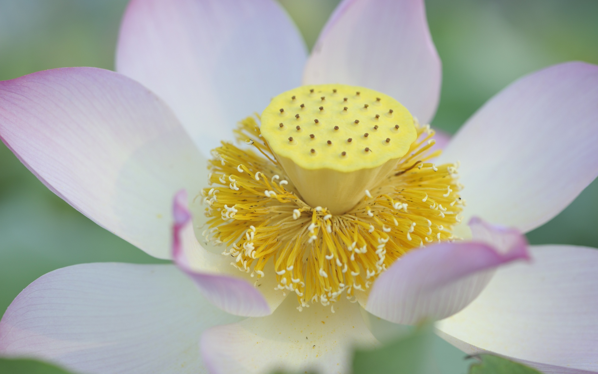 Серединка розового цветка лотоса 