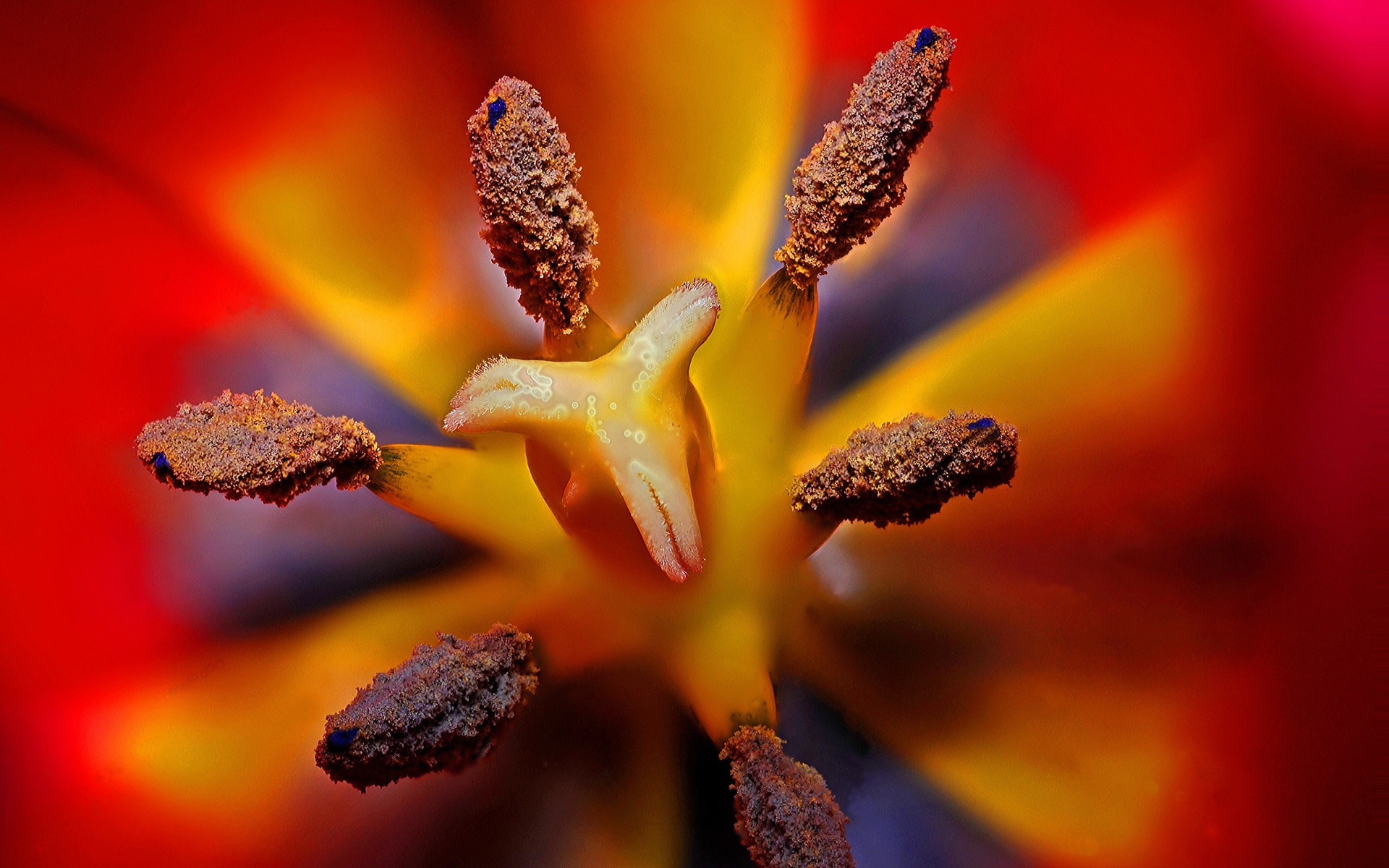 Серединка красного тюльпана 