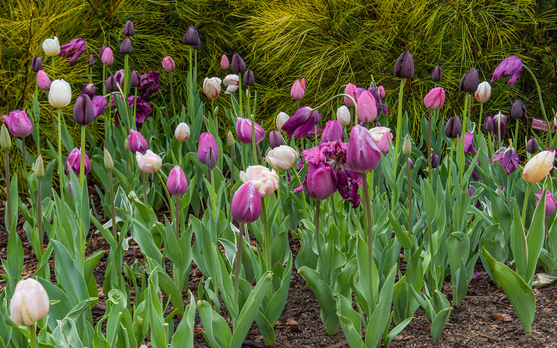 Разноцветные тюльпаны на клумбе 