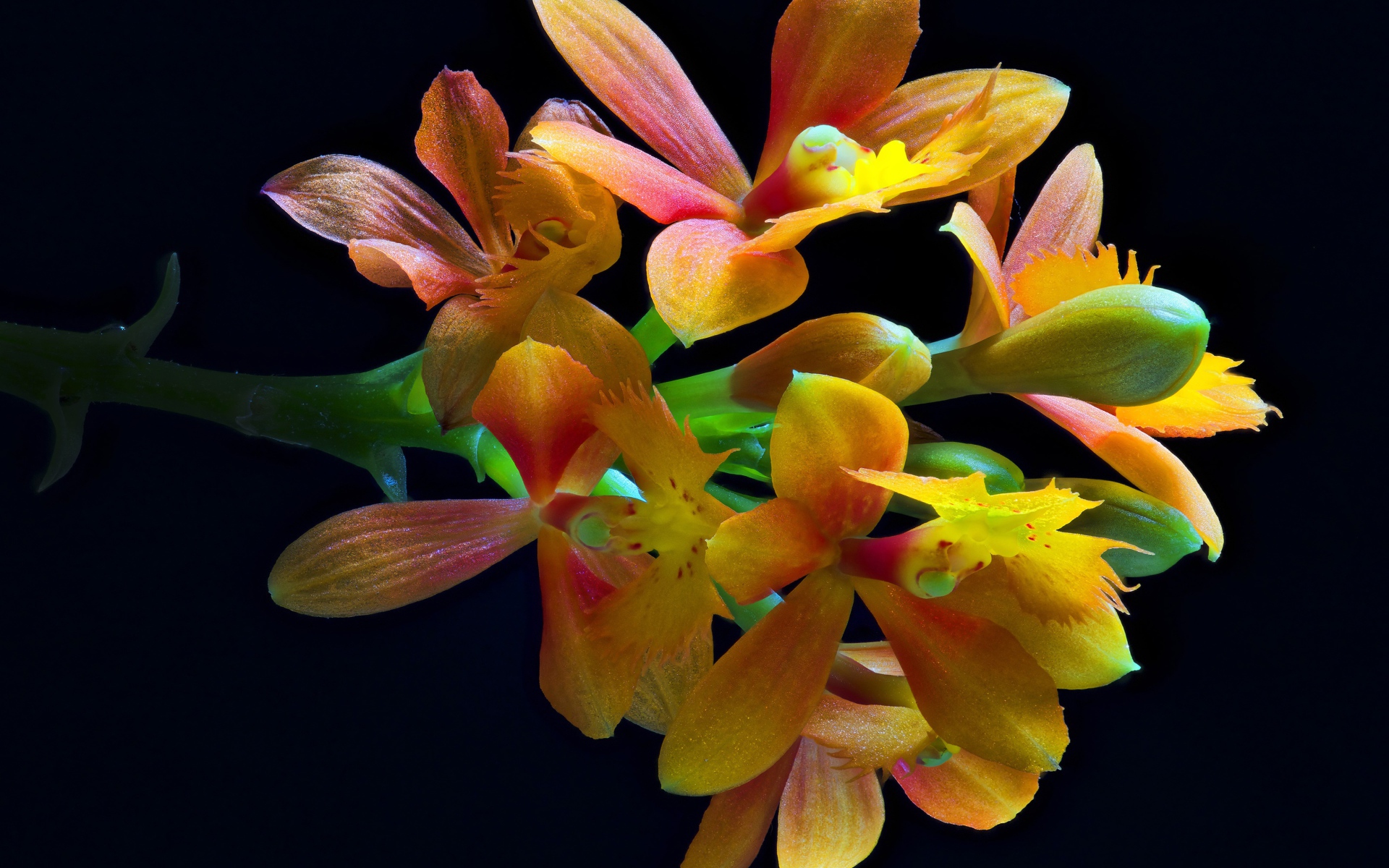 Оранжевые цветы орхидеи на черном фоне крупным планом