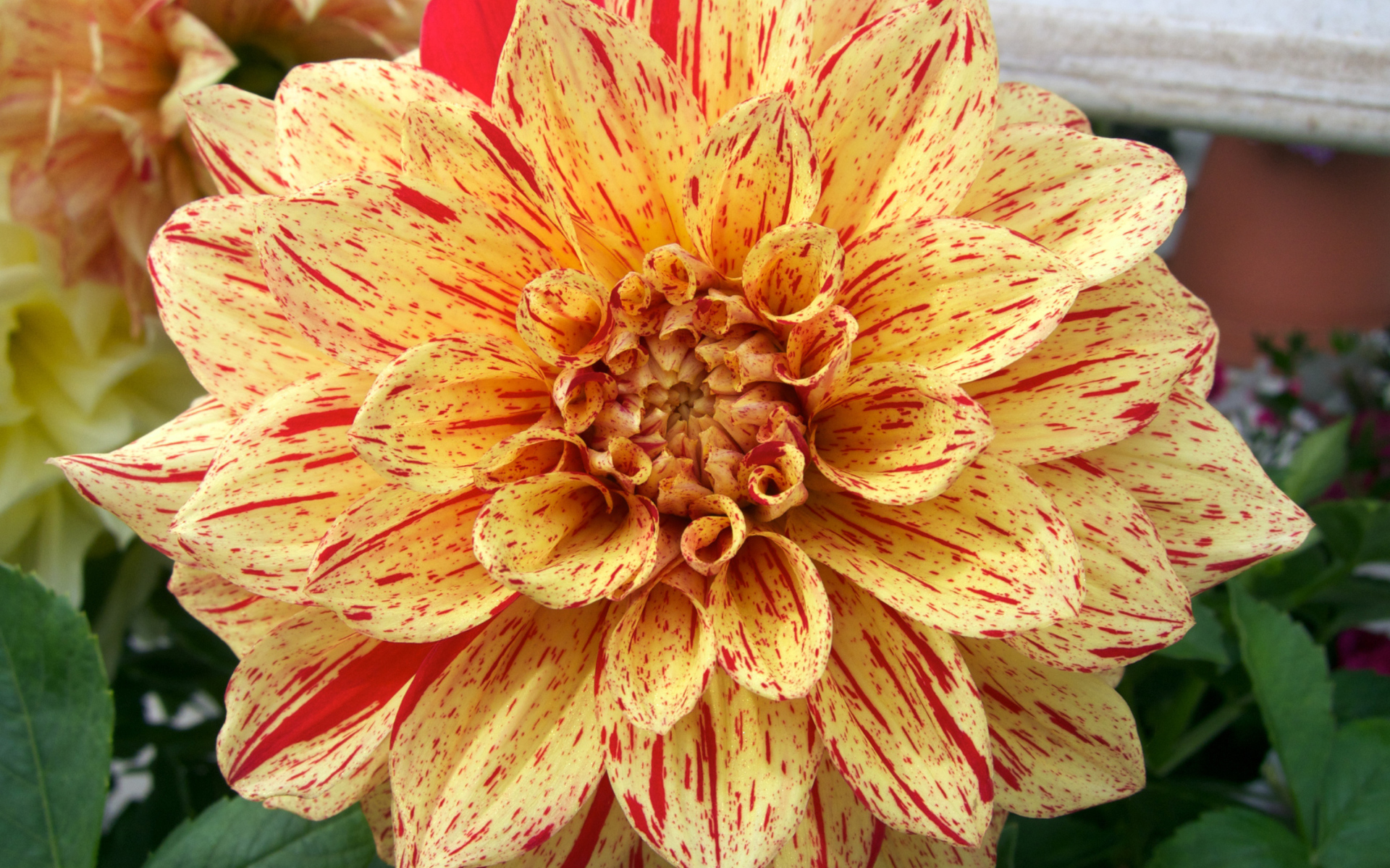 Оранжевая пятнистая георгина на клумбе 