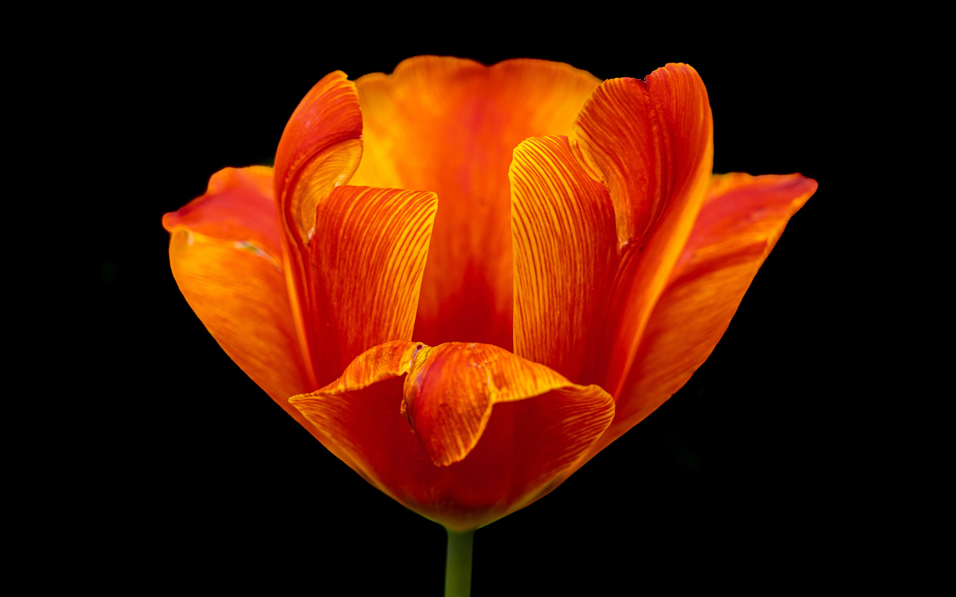 Orange tulip on a black background close-up