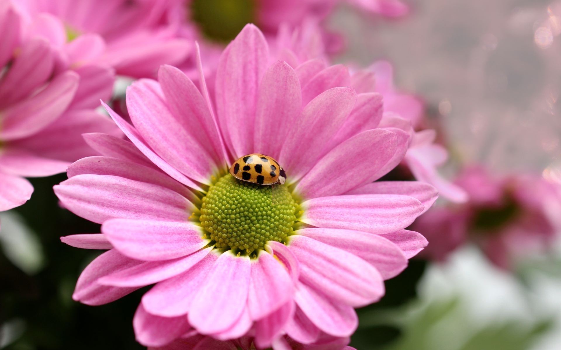 Розовый цветок хризантемы с божьей коровкой