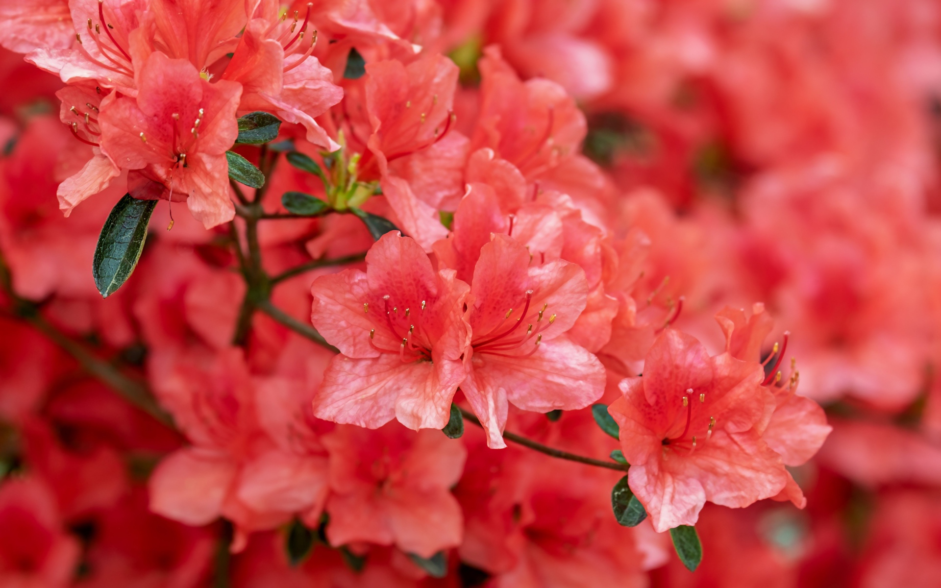 Розовые цветы рододендрон крупным планом