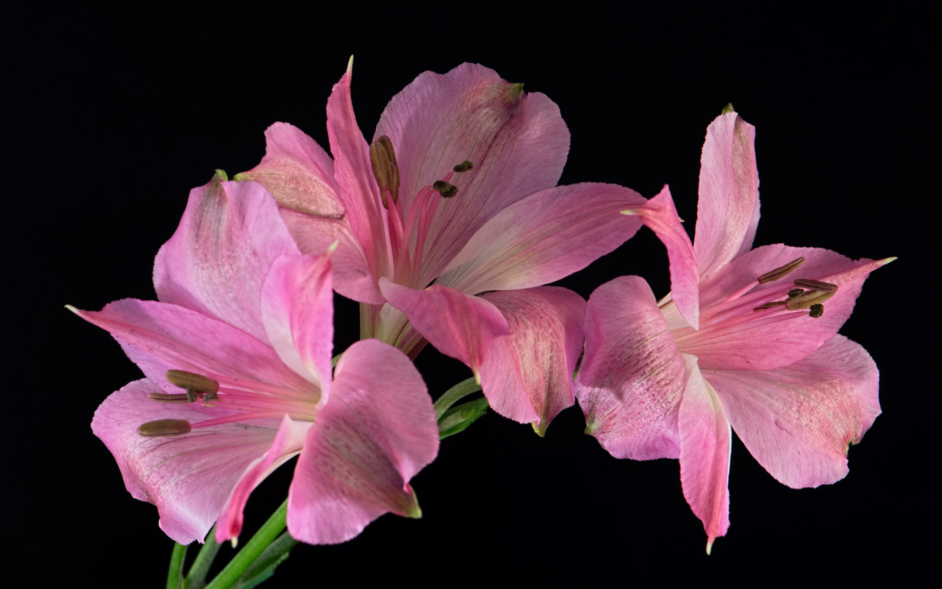 Розовые цветы альстромерия на черном фоне