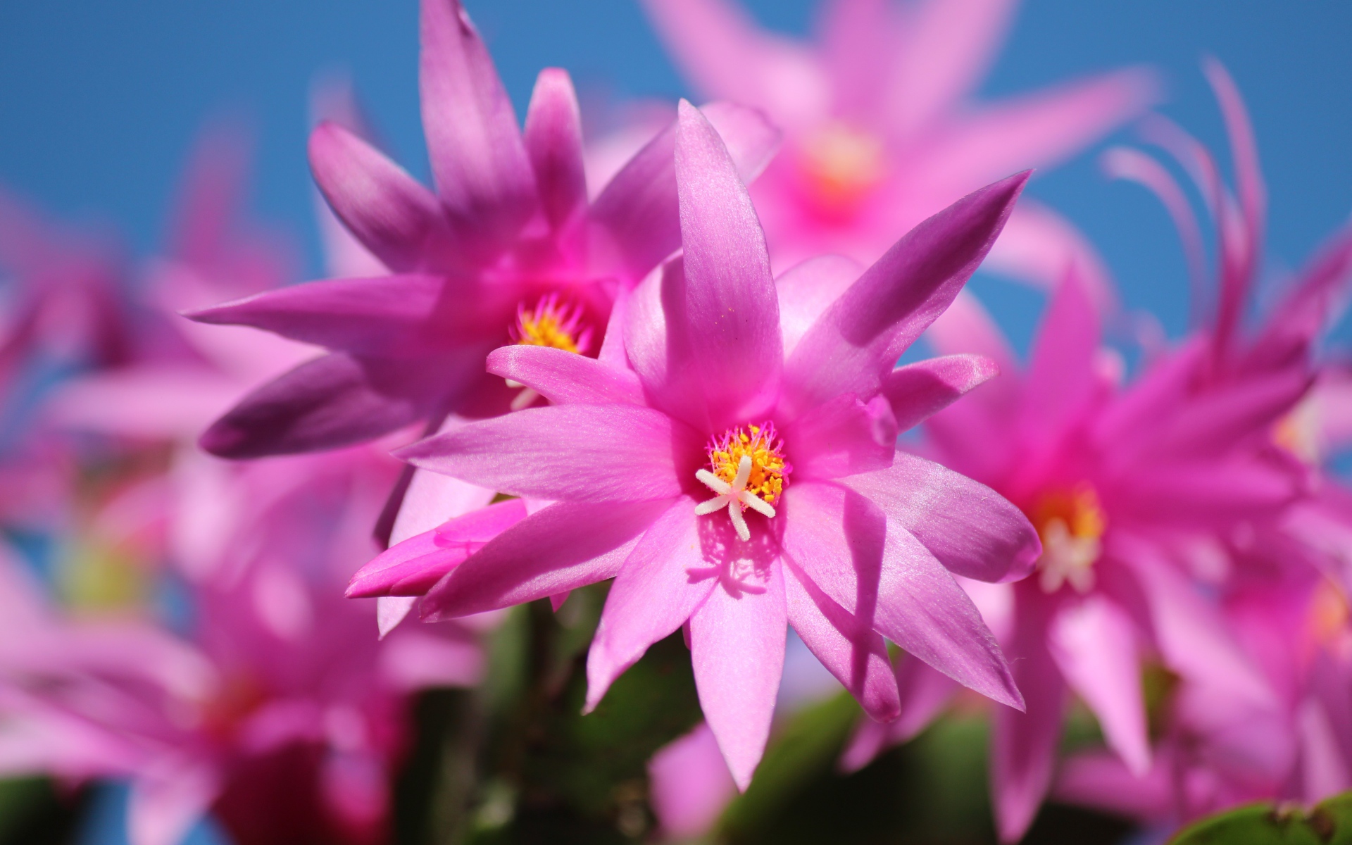 Розовые цветы рождественника крупным планом 