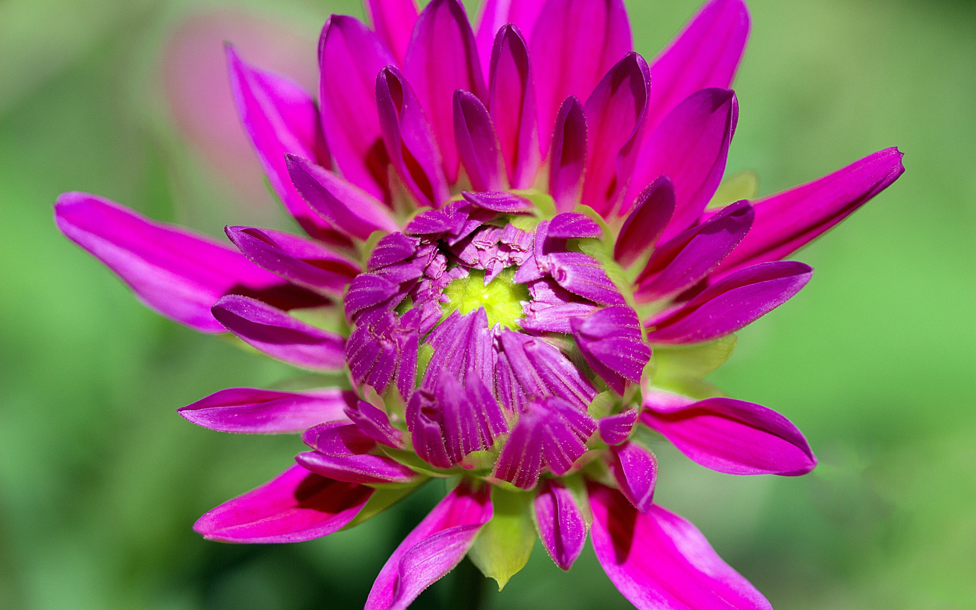 Розовый цветок георгины распускается 