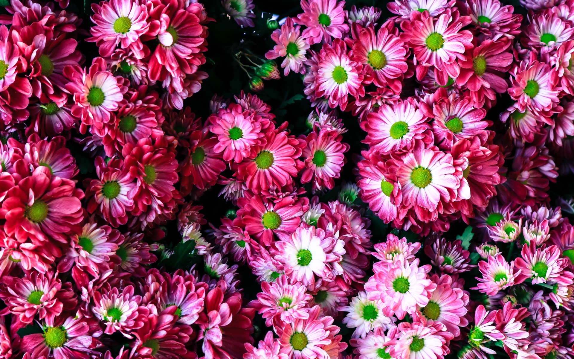 Розовые нежные садовые хризантемы крупным планом