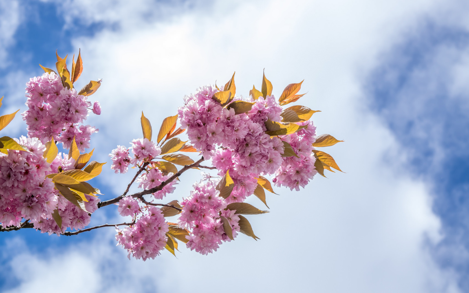 Розовые цветы на ветке на фоне неба с белыми облаками