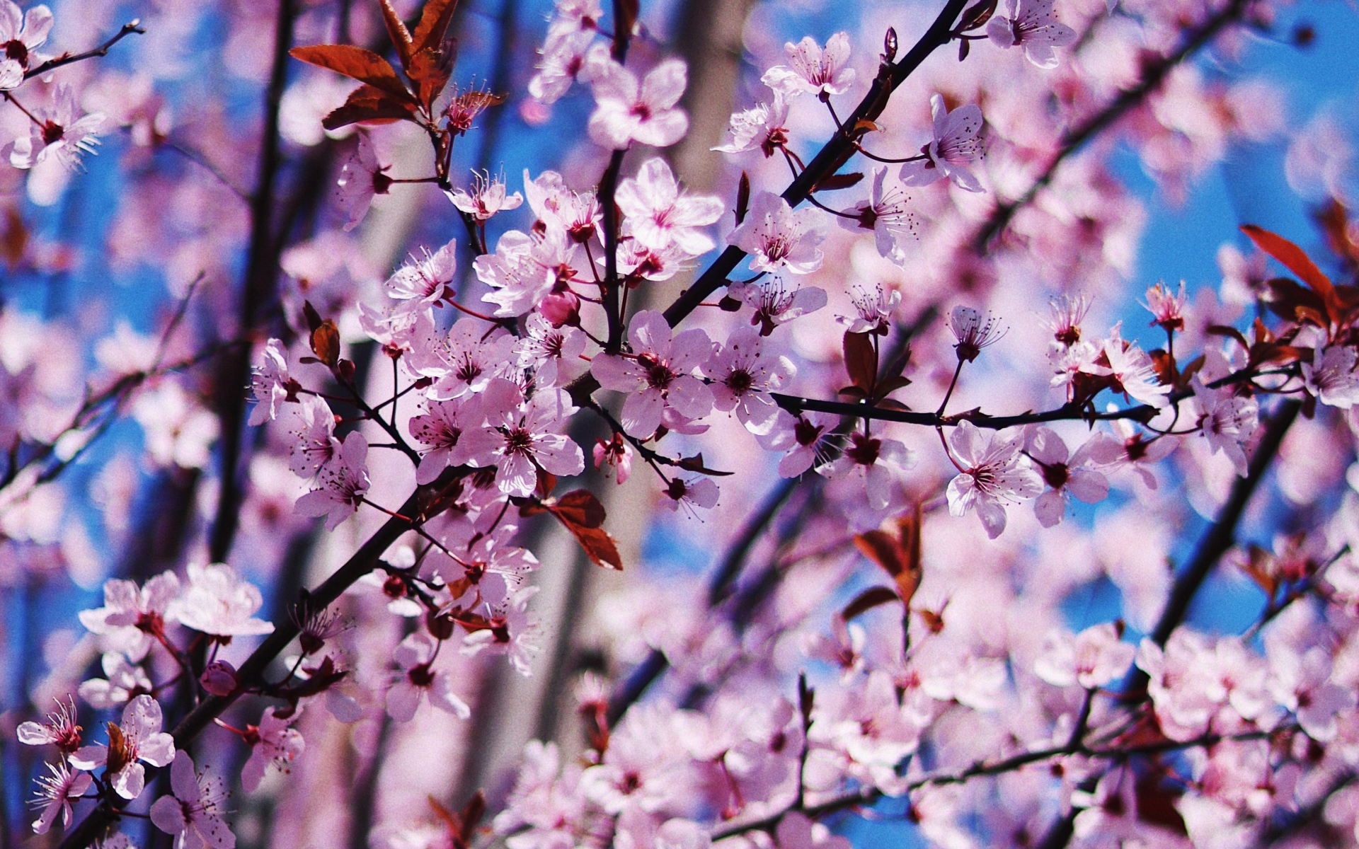 Розовые цветы на дереве весной 