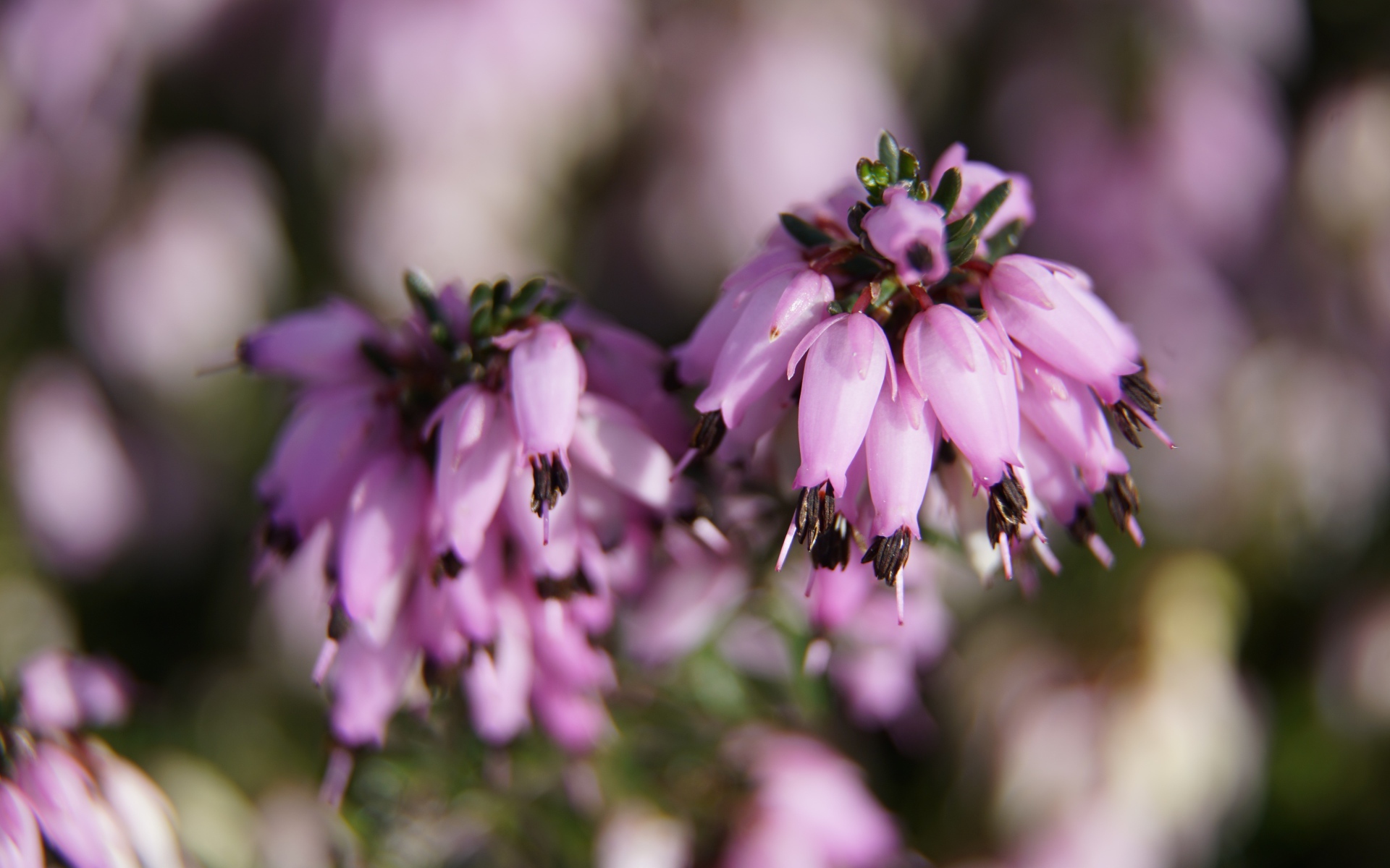 Розовые цветы вереск крупным планом