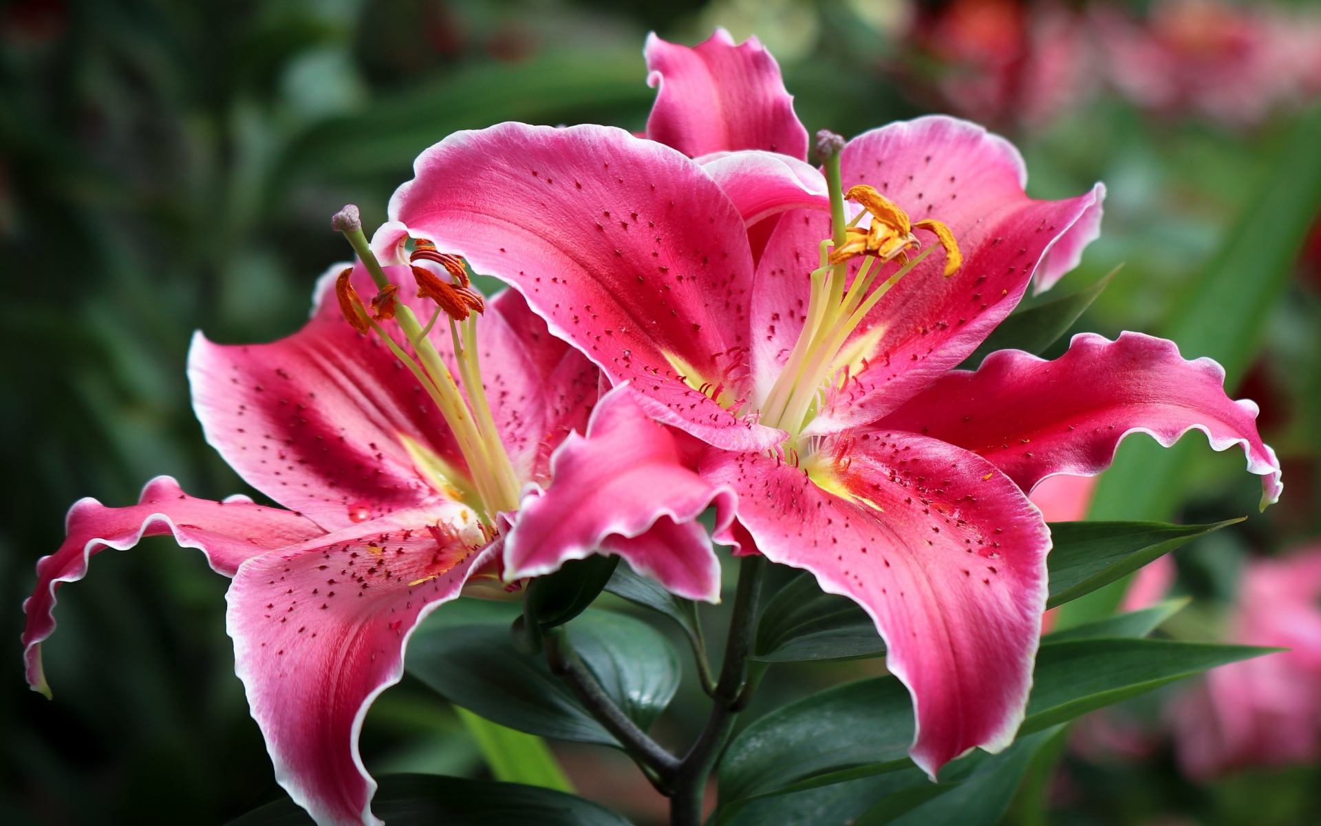 Розовые лилии на клумбе крупным планом 