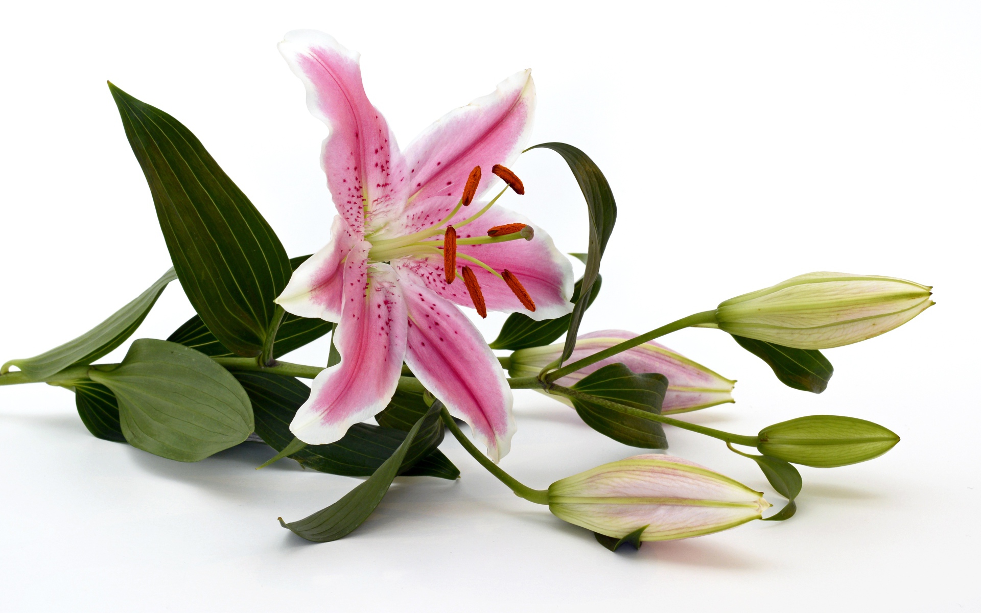 Розовая лилия с бутонами на белом фоне