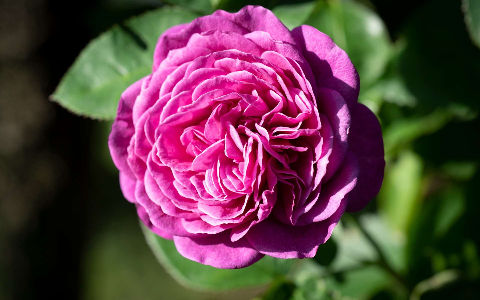 Розовой цветок розы с зелеными листьями крупным планом