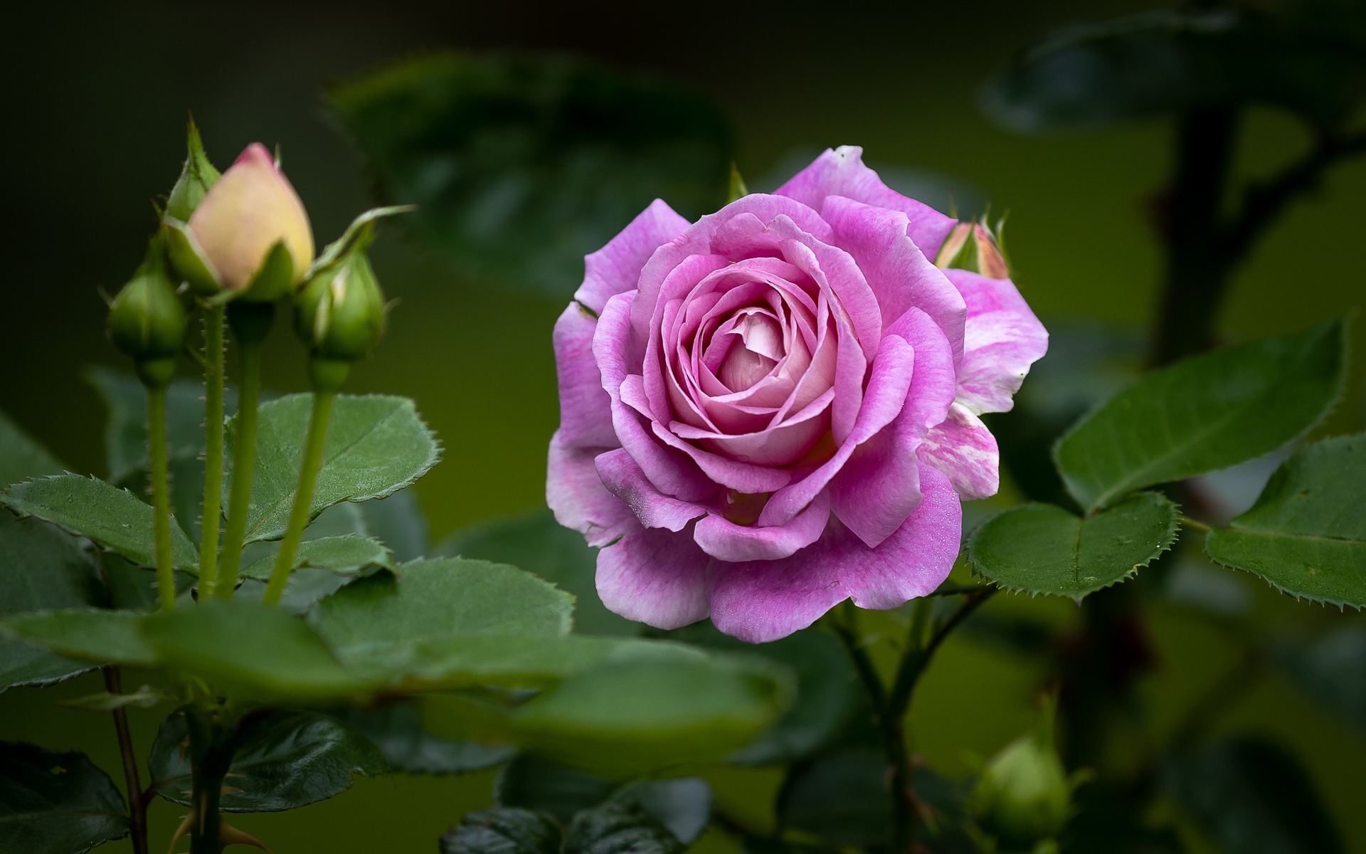 Розовая роза с бутонами и зелеными листьями на клумбе 