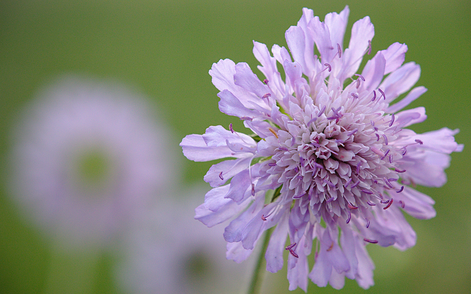 Розовый цветок скабиоза на зеленом фоне