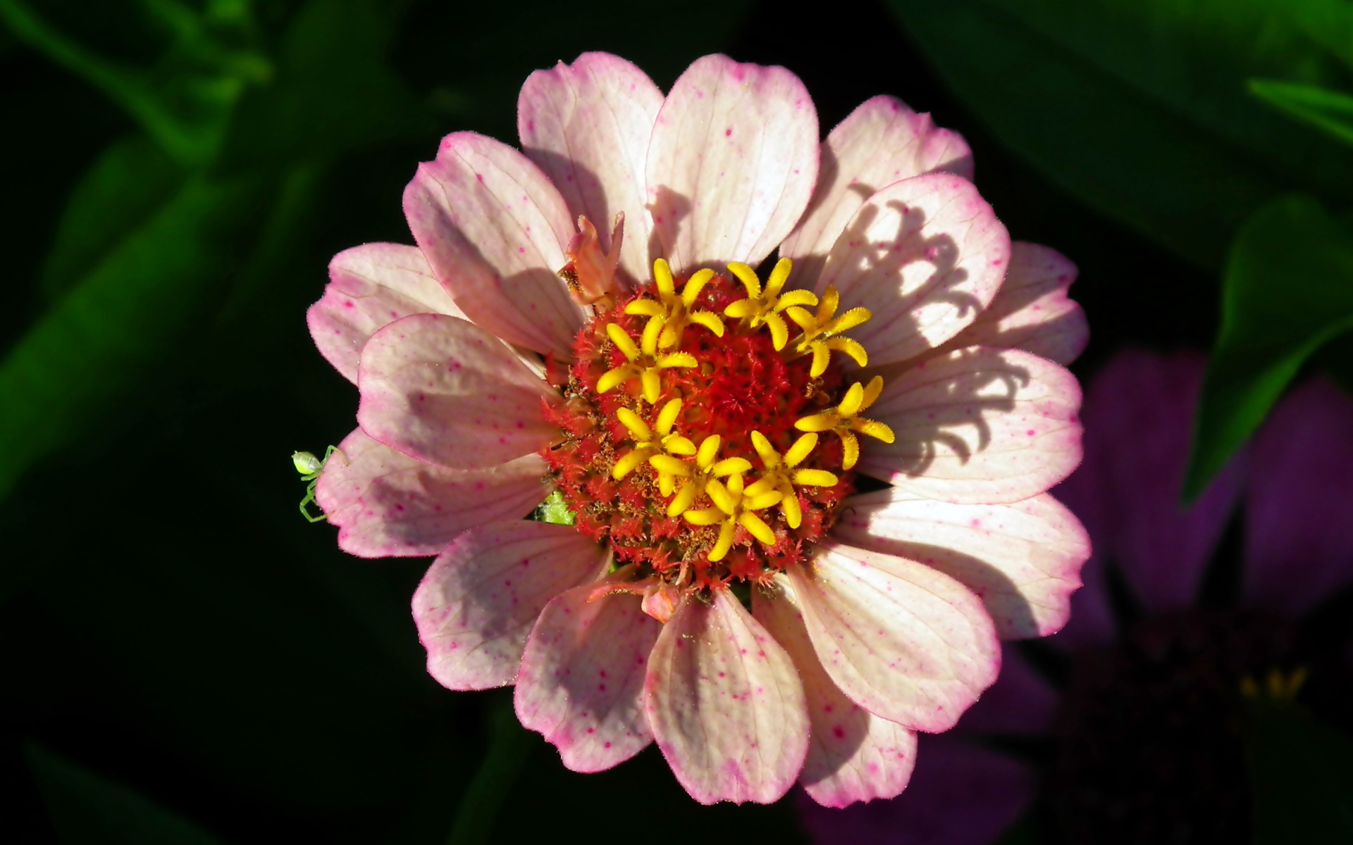 Розовый цветок циннии в лучах солнца