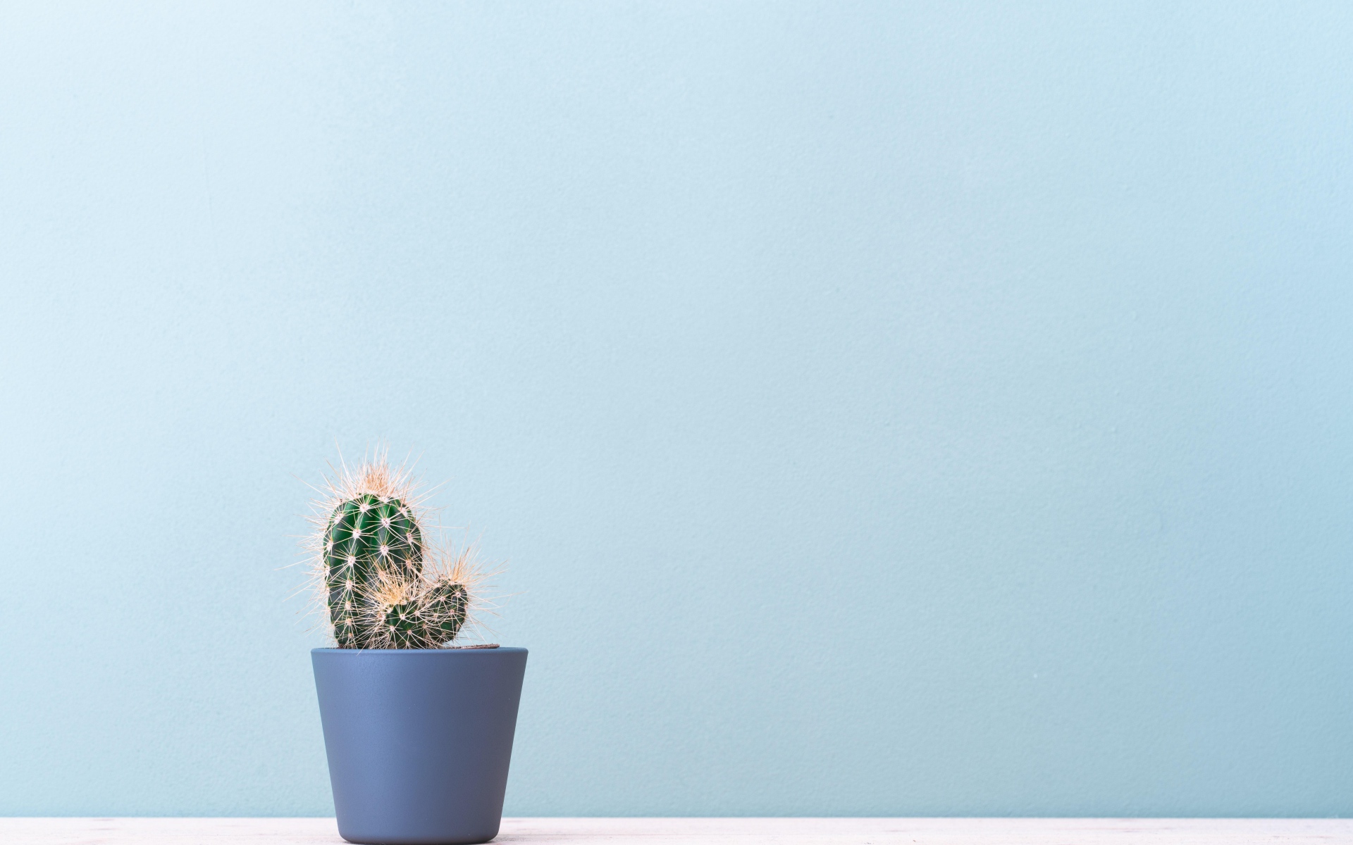 Колючий кактус в горшке на голубом фоне