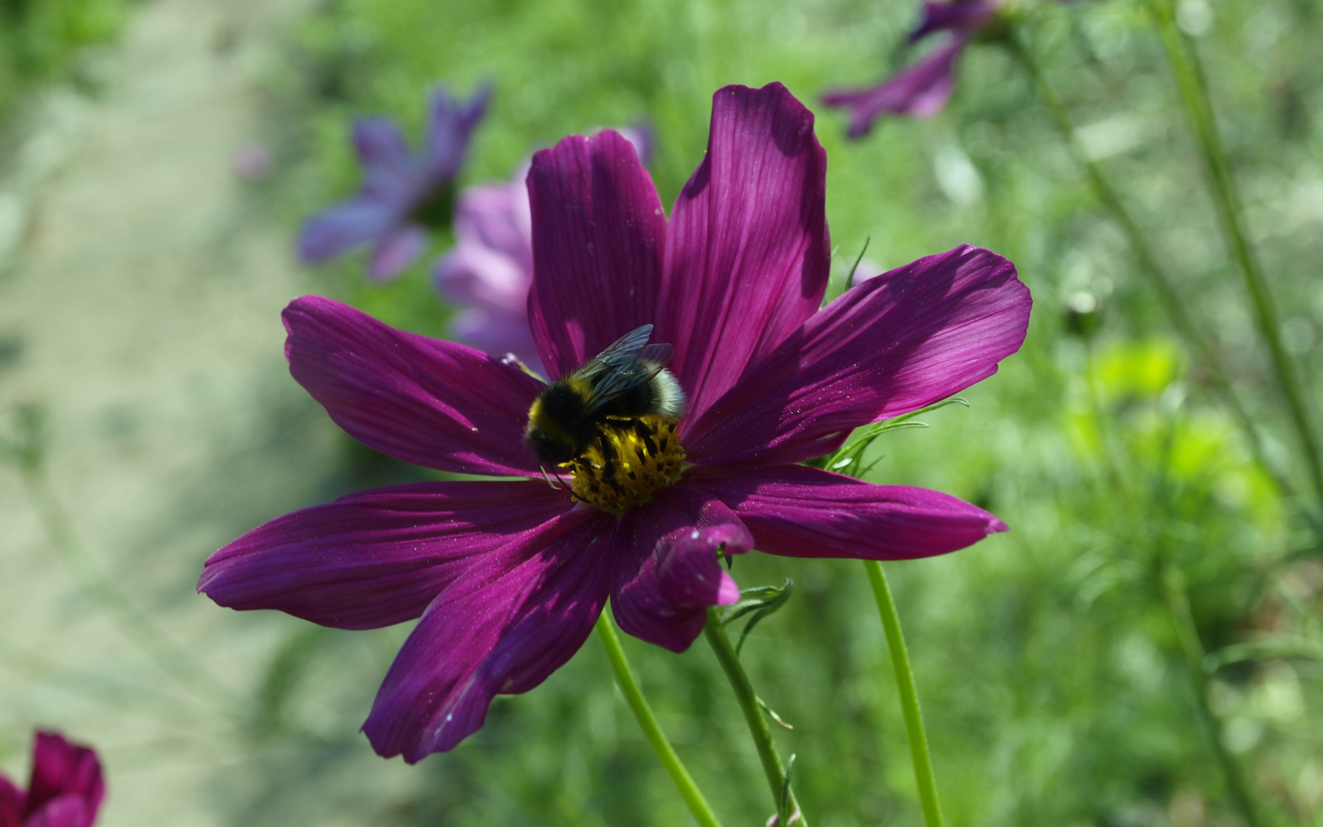 Фиолетовый цветок космея со шмелем