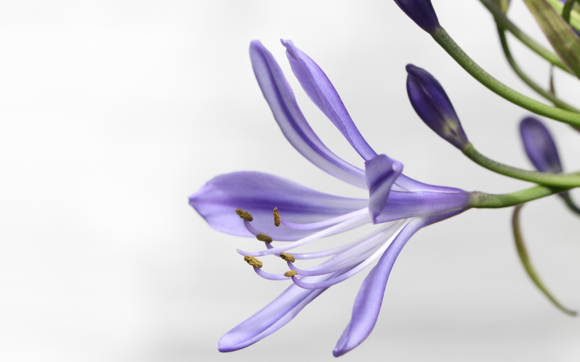 Фиолетовый цветок агапантус на белом фоне