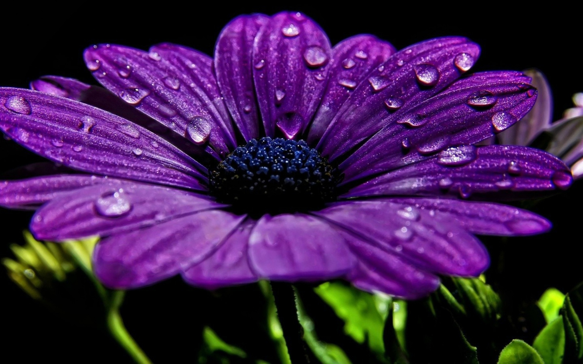 Фиолетовый цветок с каплями росы на лепестках 