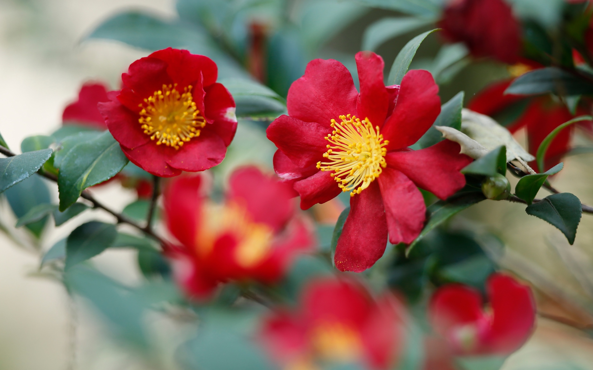 Красные цветы камелия с зелеными листьями 