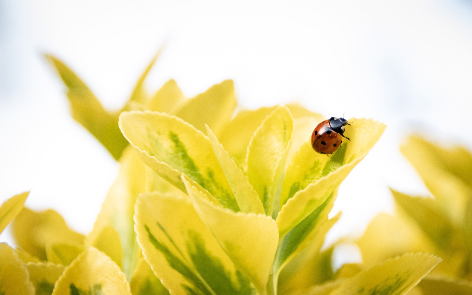 Красная божья коровка на зеленых листьях 