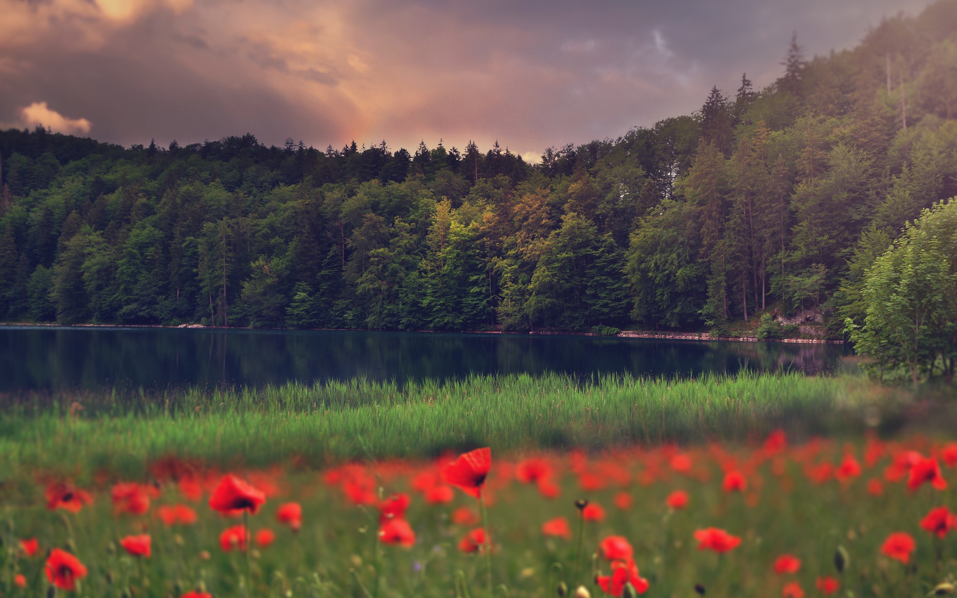 Красные маки растут на берегу лесного озера 