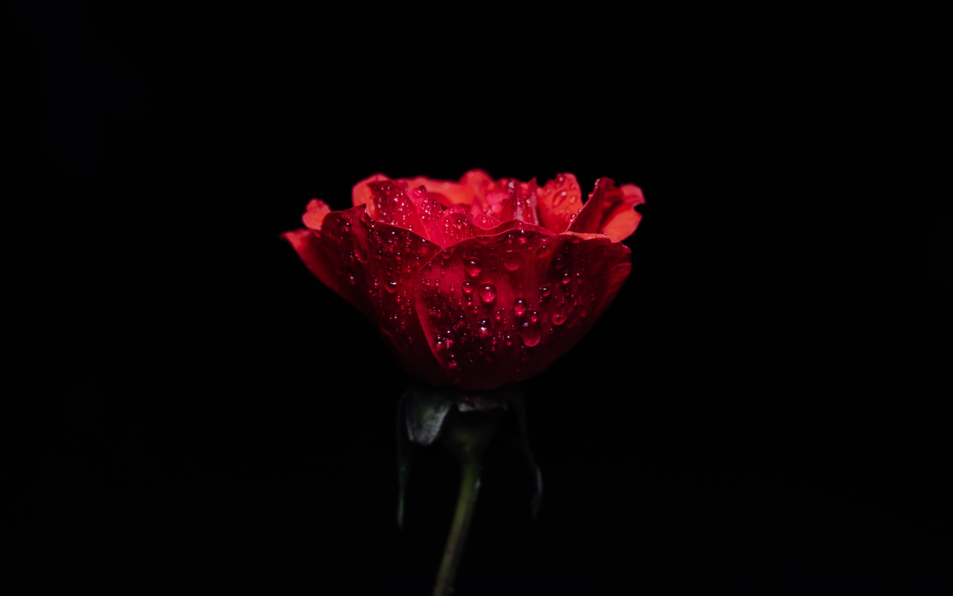 Красная роза в каплях росы на черном фоне