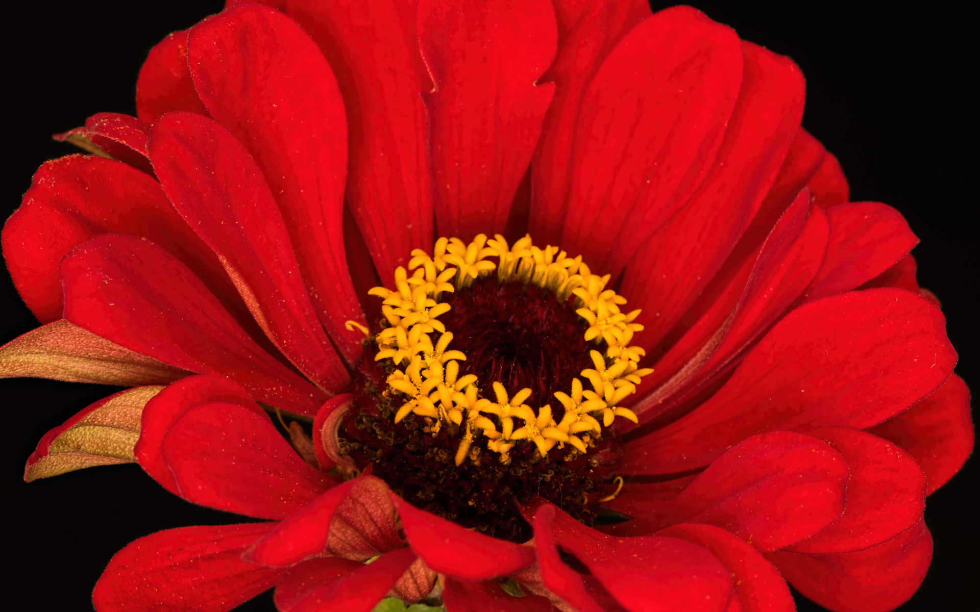 Красный цветок цинния на черном фоне