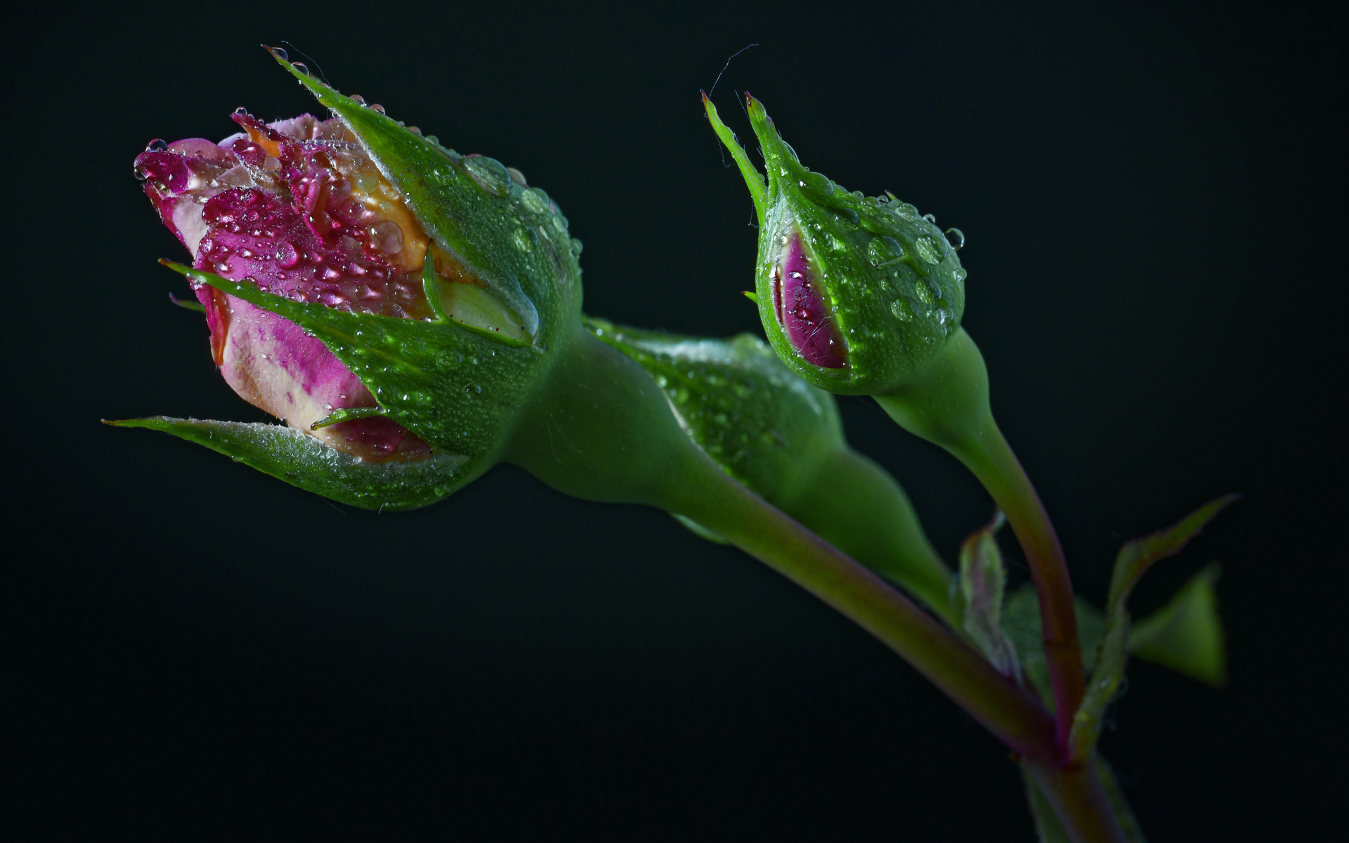 Бутоны розы в каплях воды на черном фоне