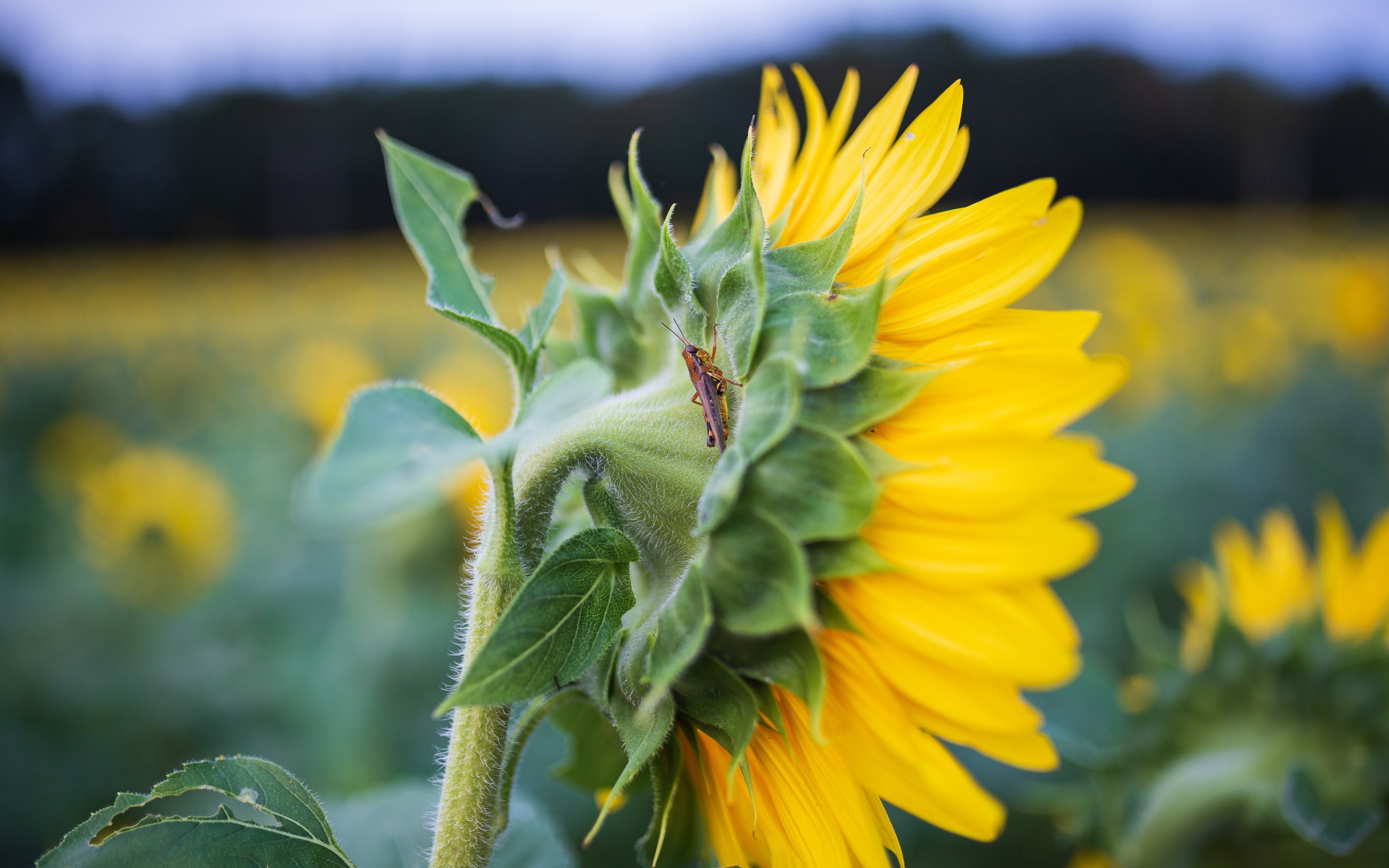 Маленький кузнечик на желтом цветке подсолнуха