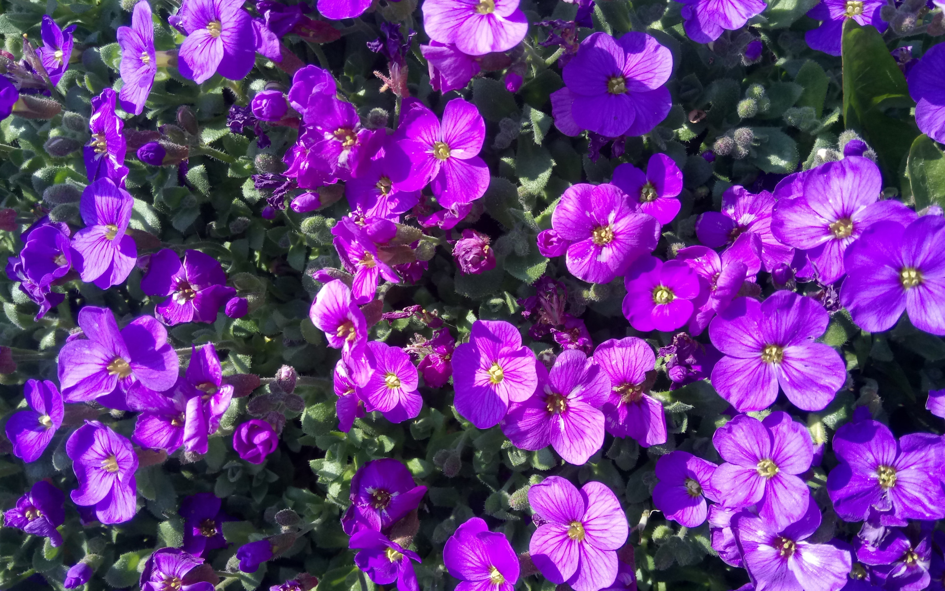 Small lilac Aubrieta flowers in the sun