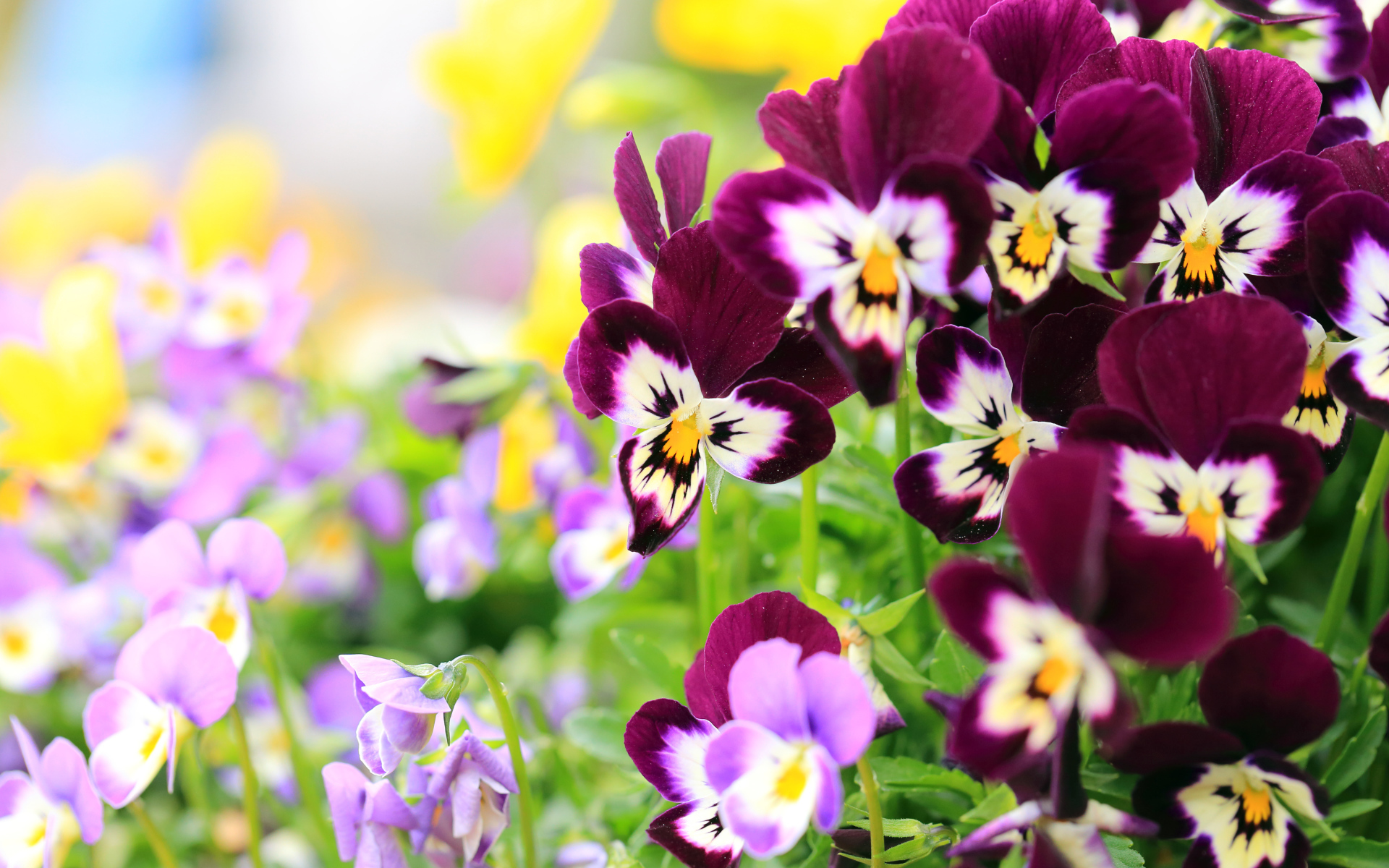 Маленькие цветы анютины глазки крупным планом 