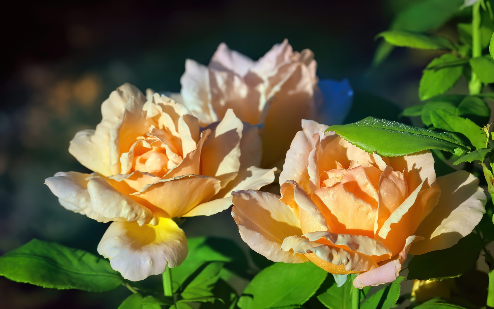 Три розовые розы в лучах солнца на клумбе 