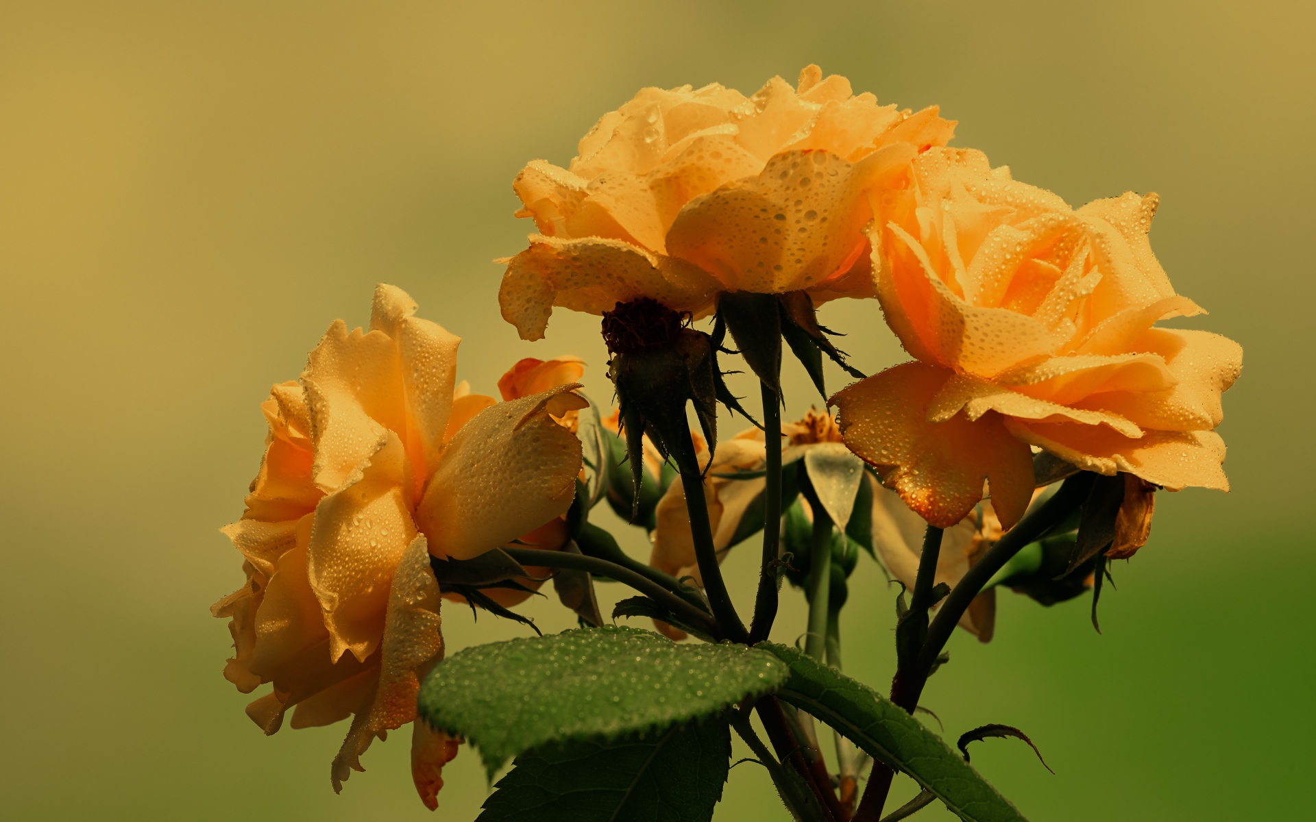 Три желтые розы в каплях дождя с зелеными листьями 